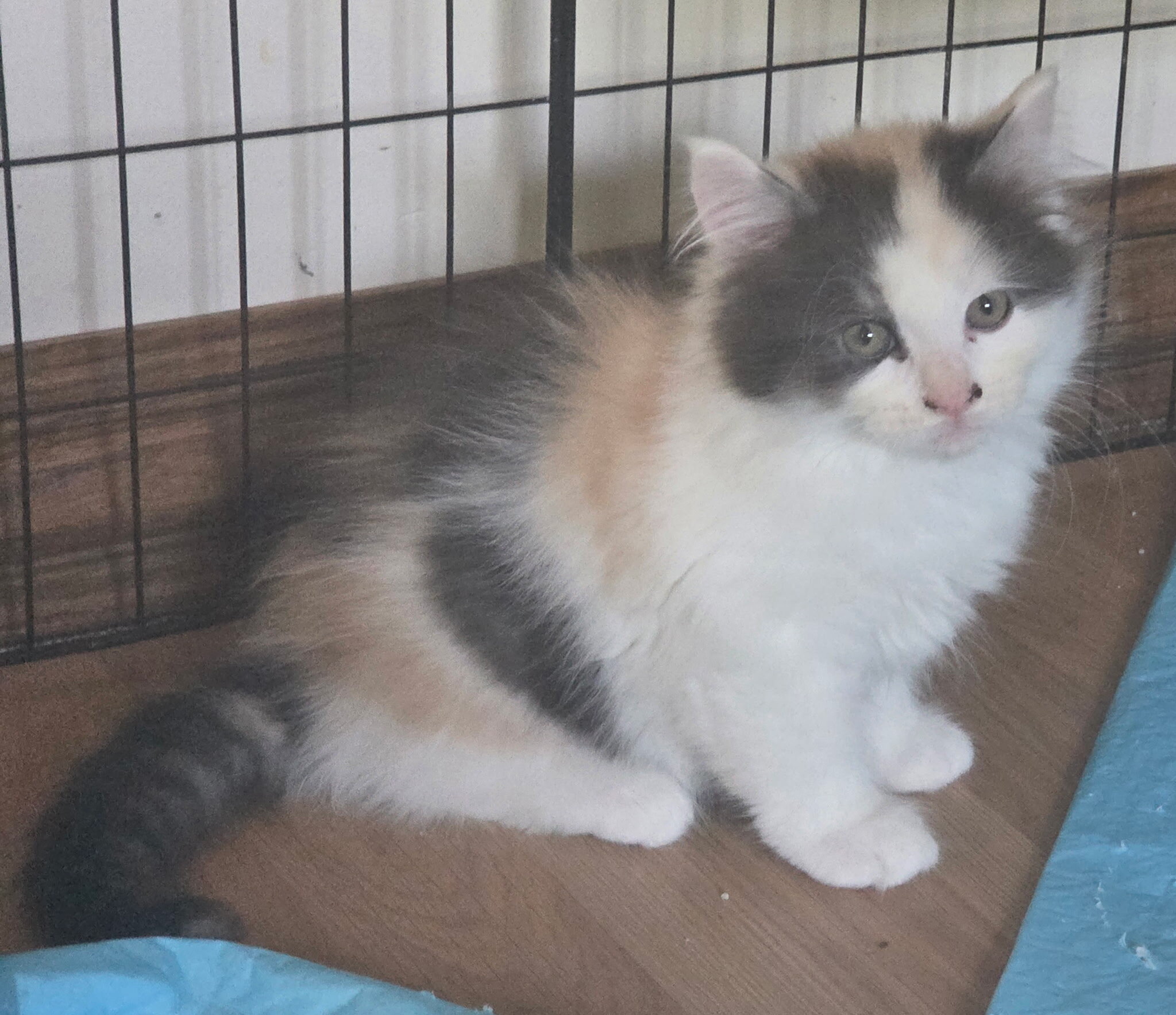 4 Beautiful Maine Coon Kittens! Farmington, MN image 7