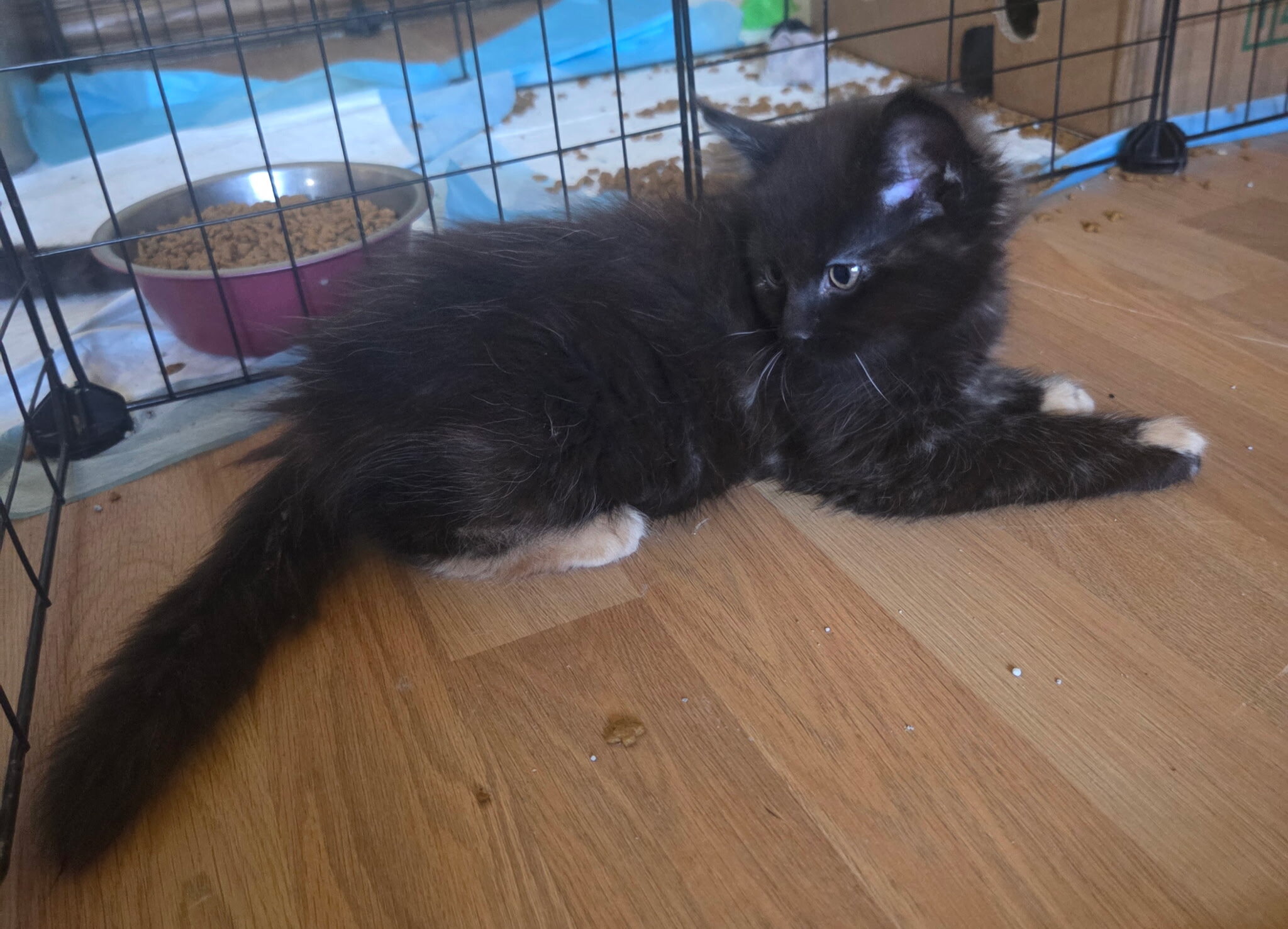 4 Beautiful Maine Coon Kittens! Farmington, MN image 8