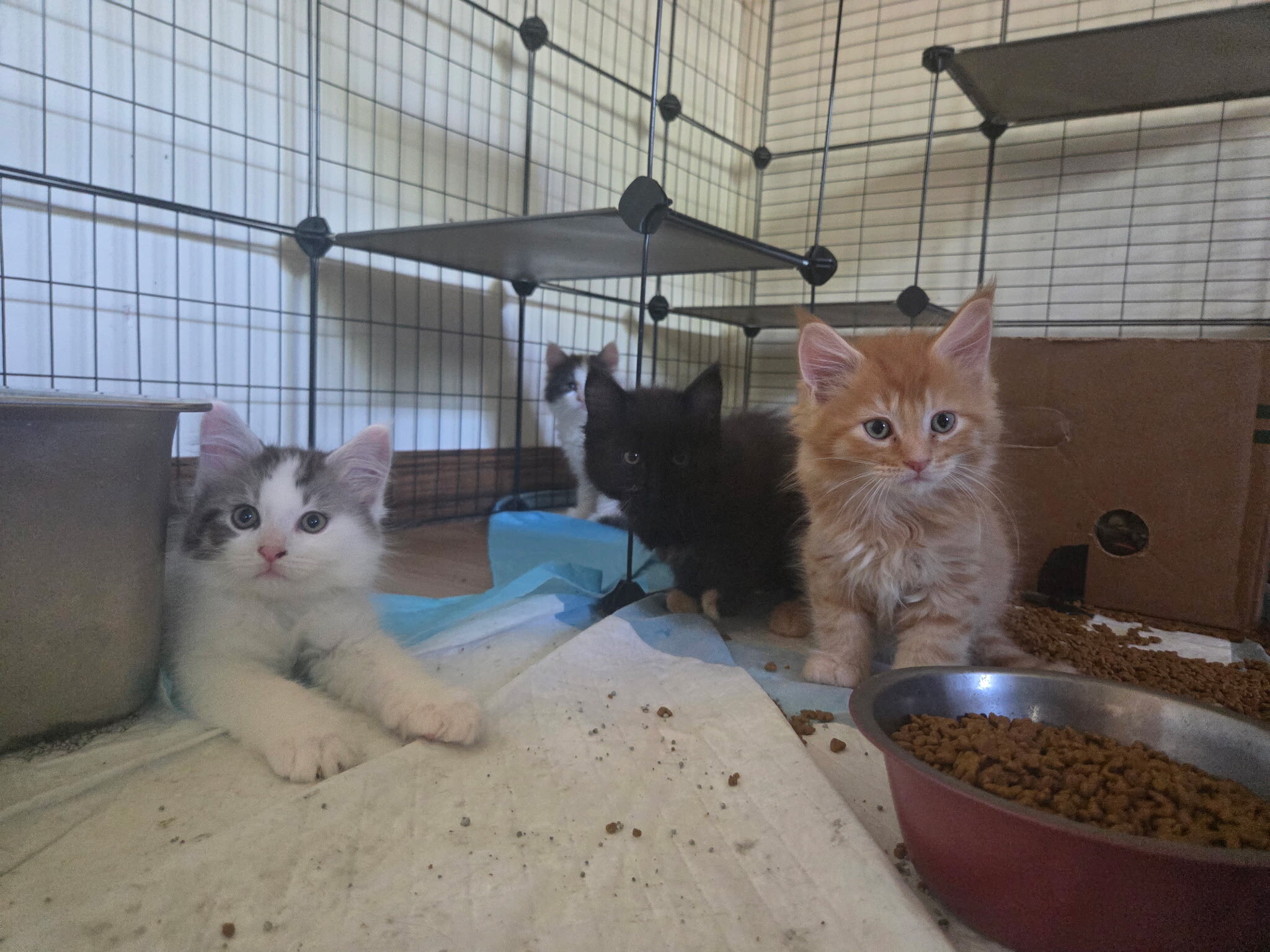 4 Beautiful Maine Coon Kittens! Farmington, MN image 1