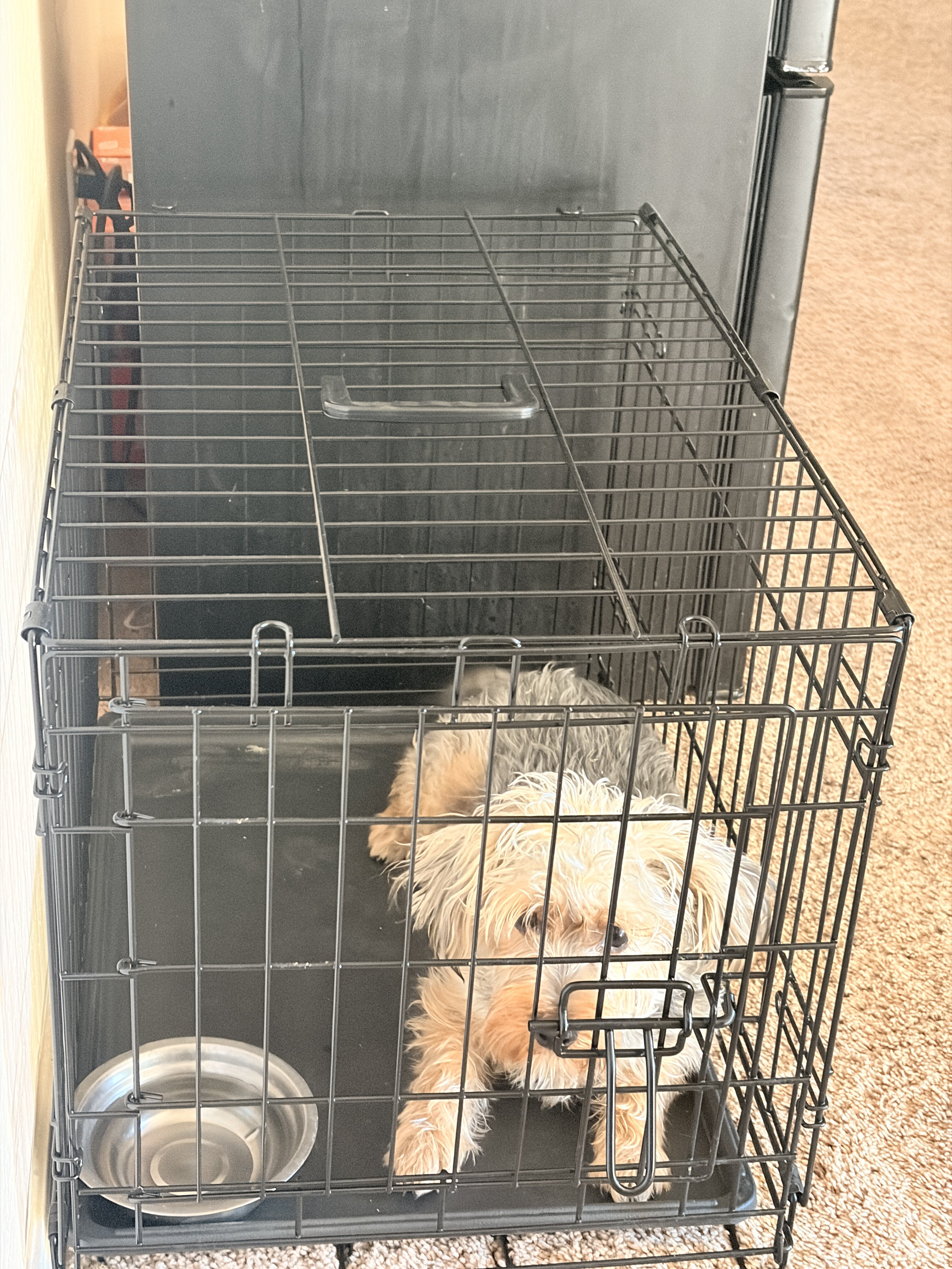 Yorkie Poodle Mix (male) image 4