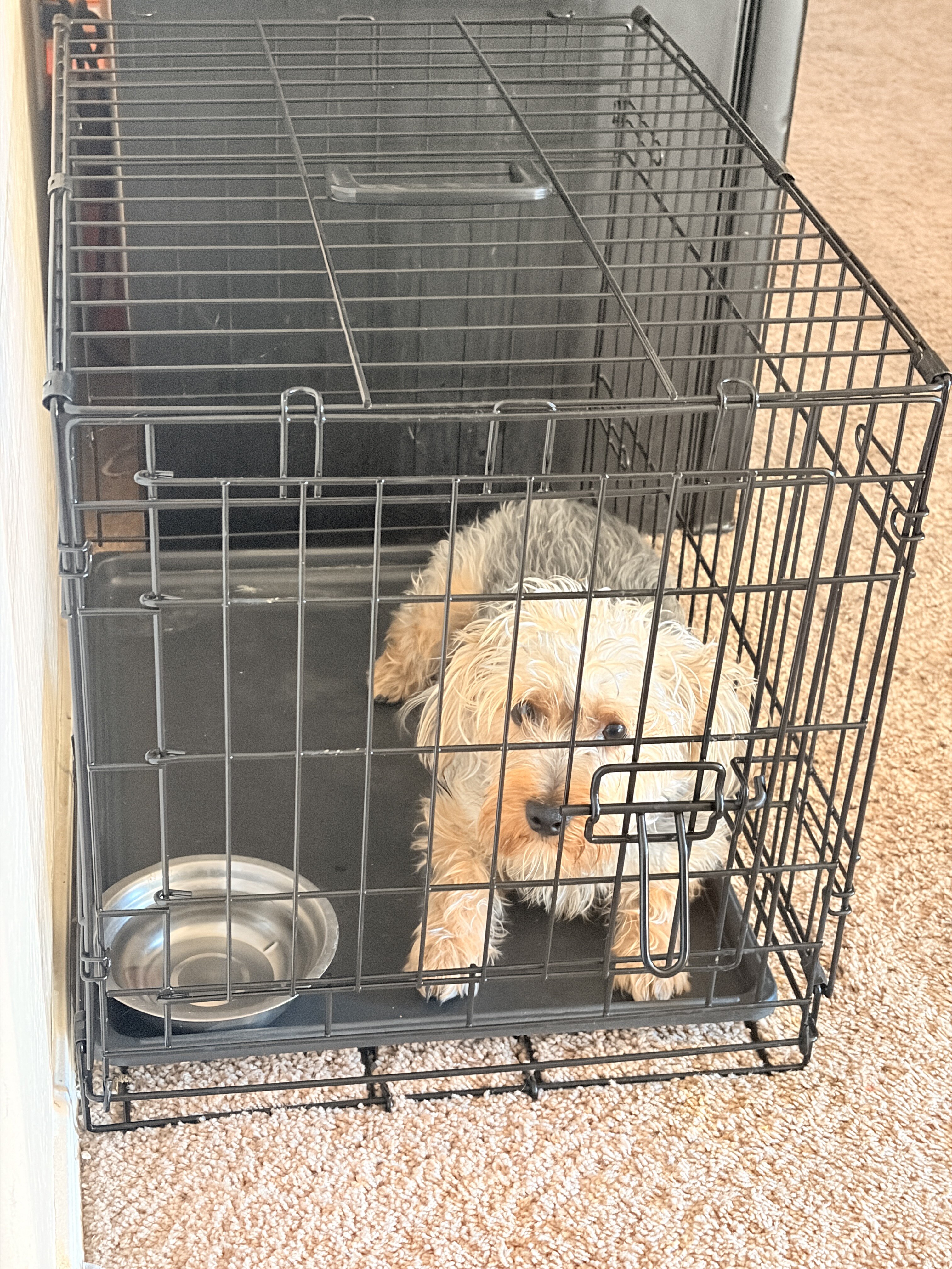 Yorkie Poodle Mix (male) image 3