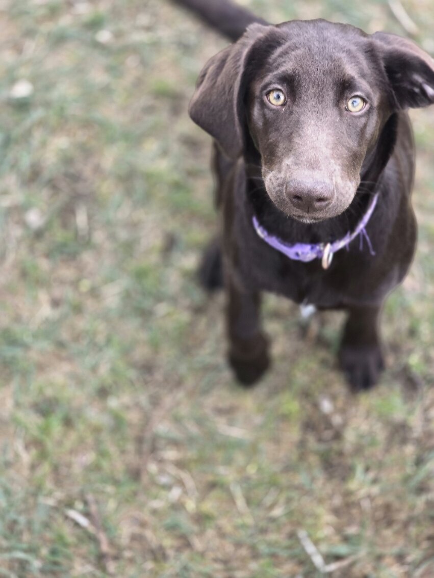 🚨 Fully Trained 6-Month-Old Chocolate Doodles image 4