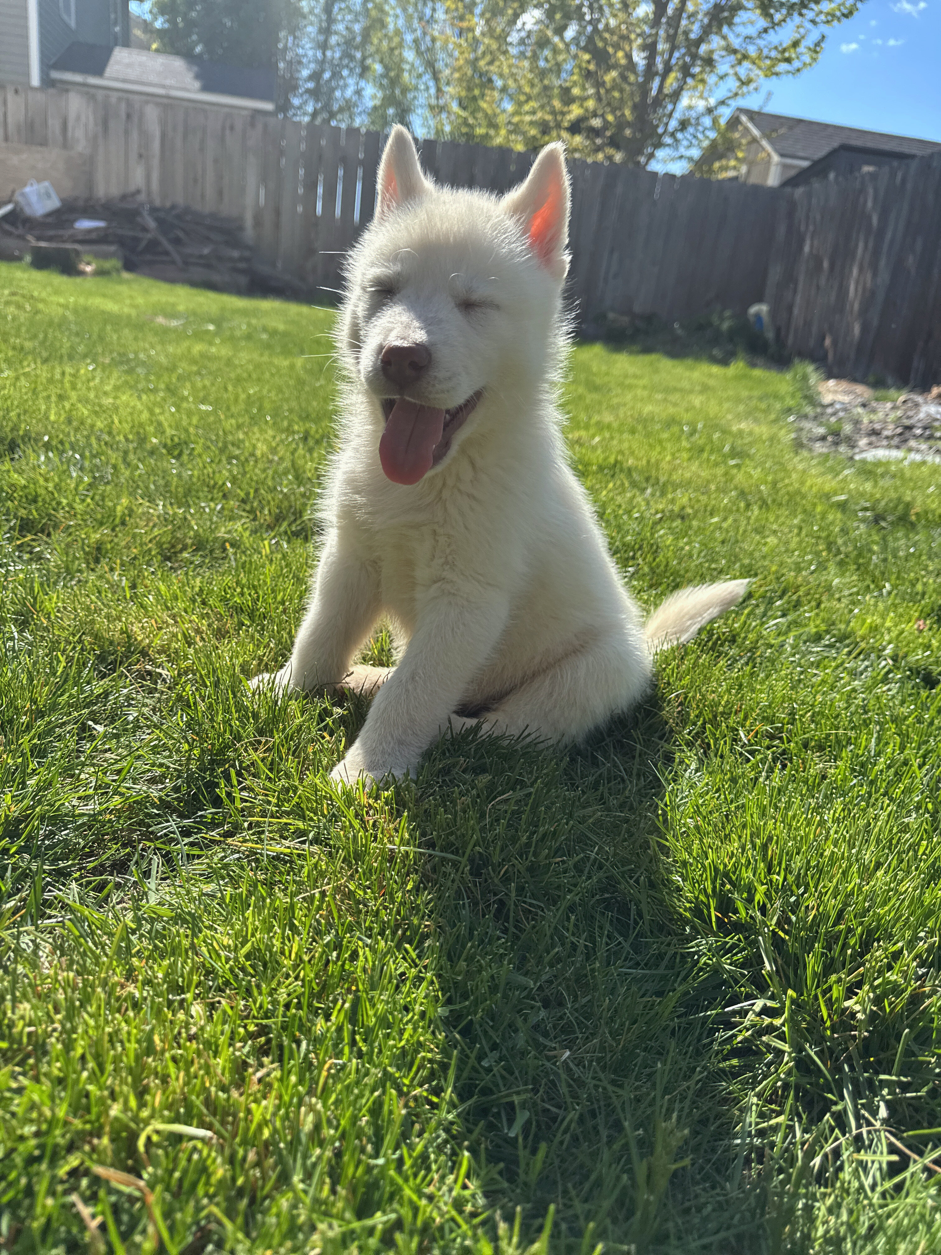 Siberian Husky image 3