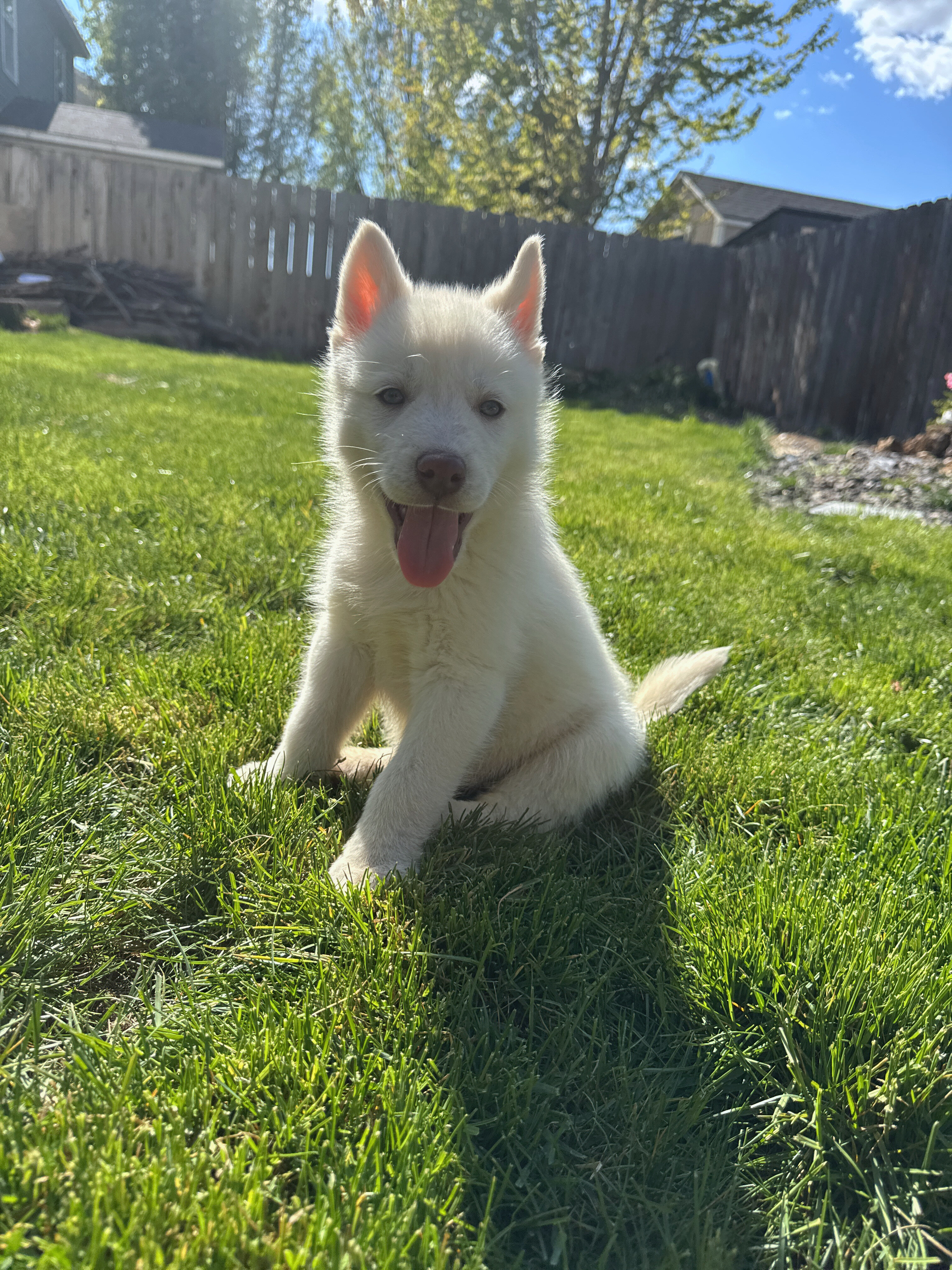 Siberian Husky image 4