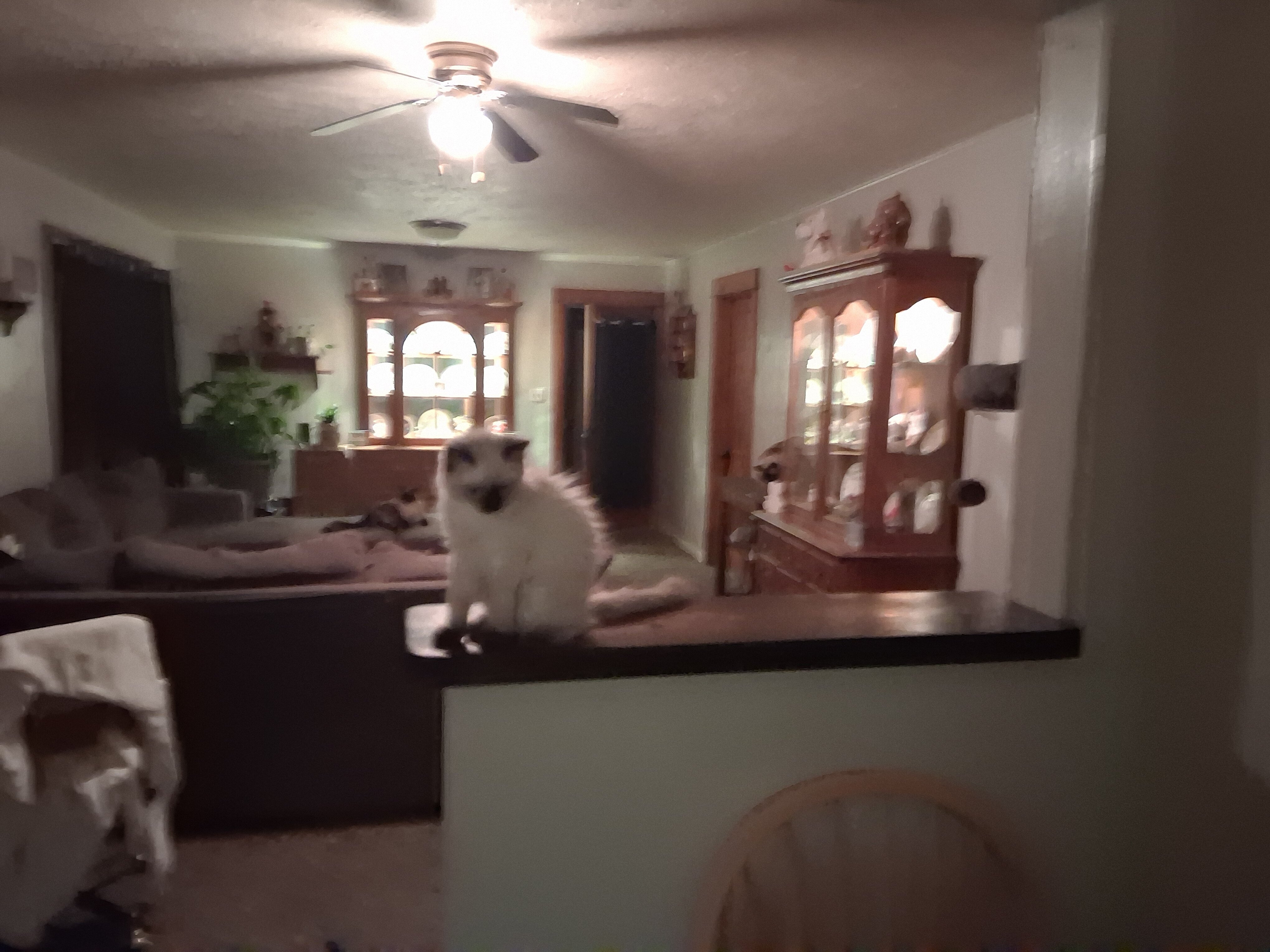 2 baby female ragdolls free to a great home image 1