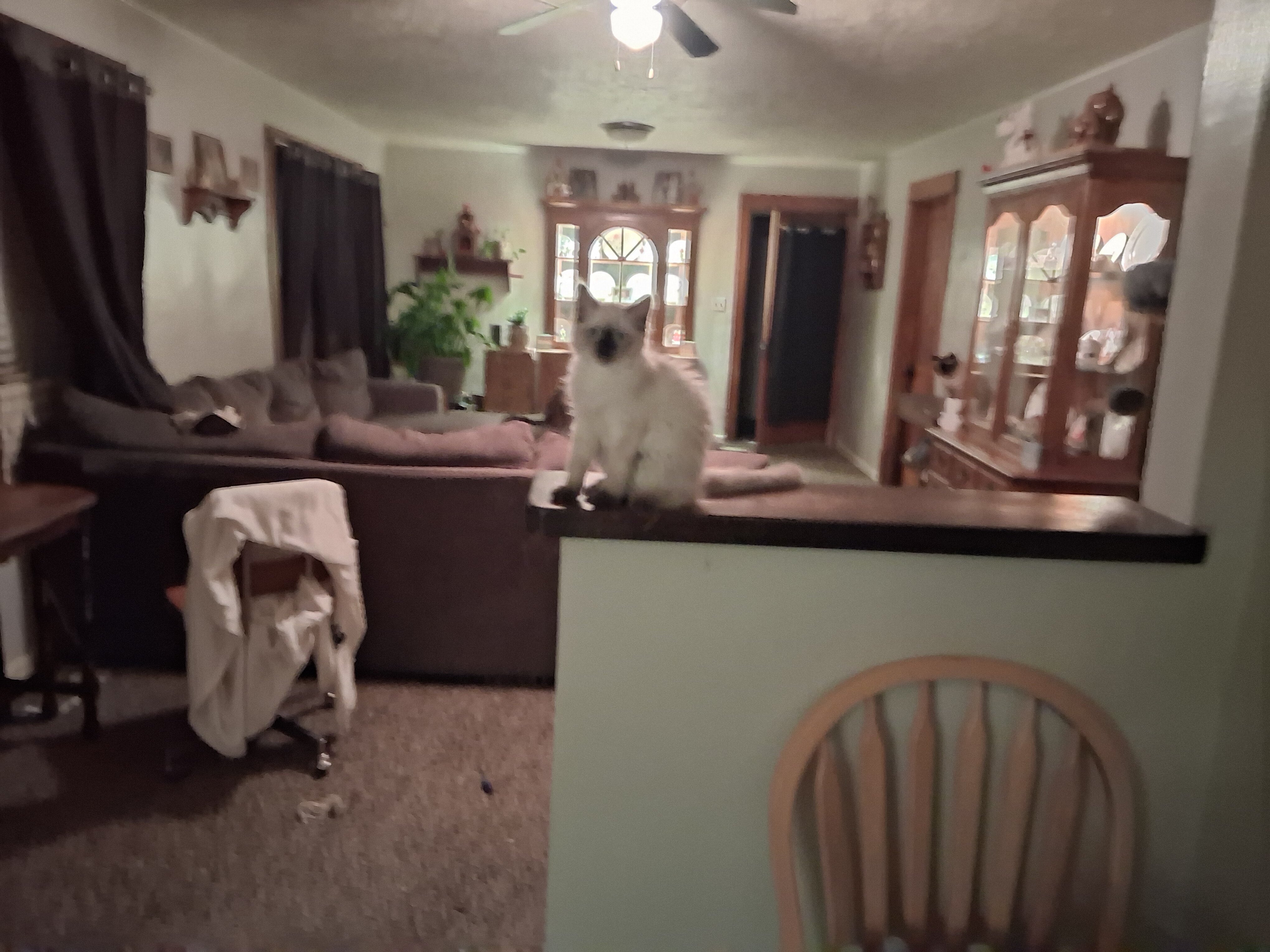 2 baby female ragdolls free to a great home image 2