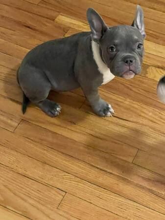 AMERICAN BULLY image 4