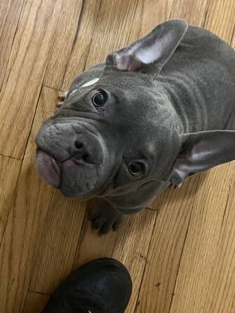 AMERICAN BULLY image 1