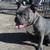AMERICAN BULLY image 2