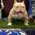 AMERICAN BULLY image 3