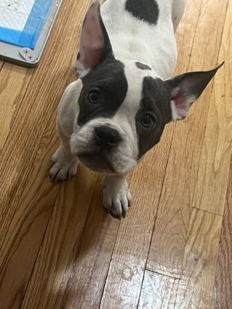 AMERICAN BULLY image 6