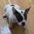 AMERICAN BULLY image 5