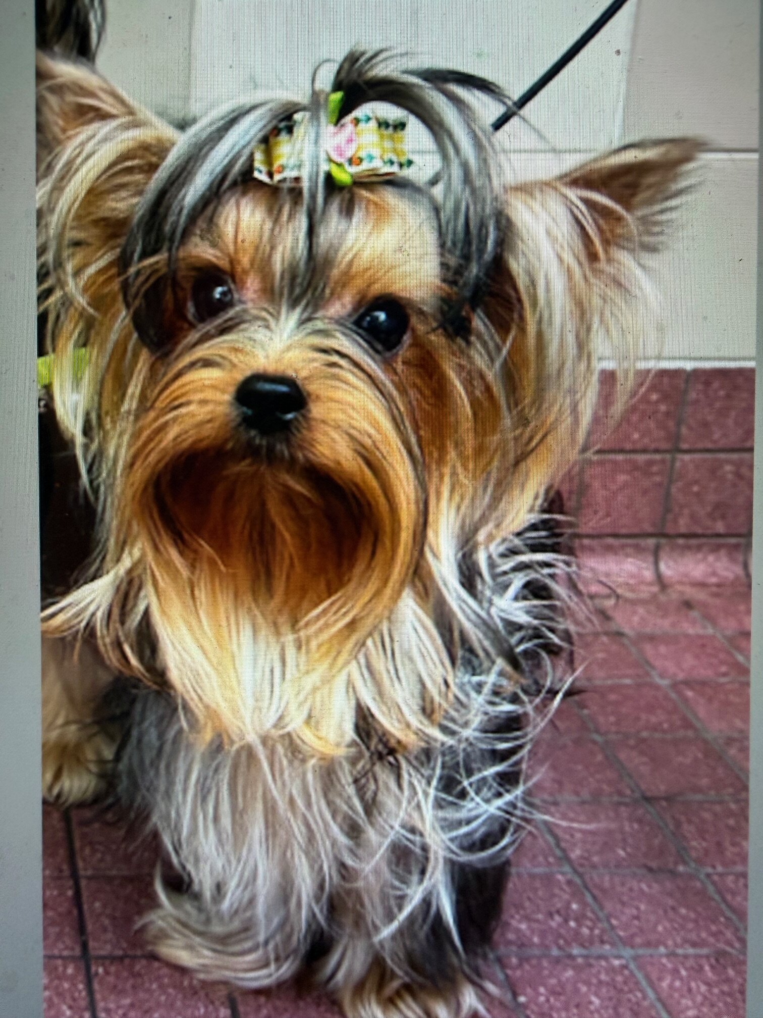 AKC Female Yorkshire Terrier Teacup Tiny Hungarian image 3