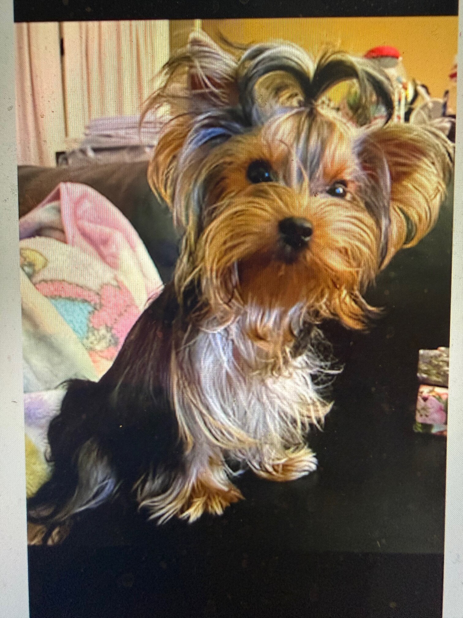 AKC Female Yorkshire Terrier Teacup Tiny Hungarian image 2