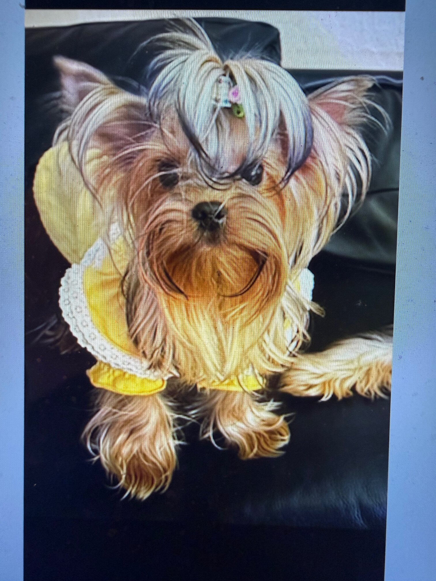AKC Female Yorkshire Terrier Teacup Tiny Hungarian image 1