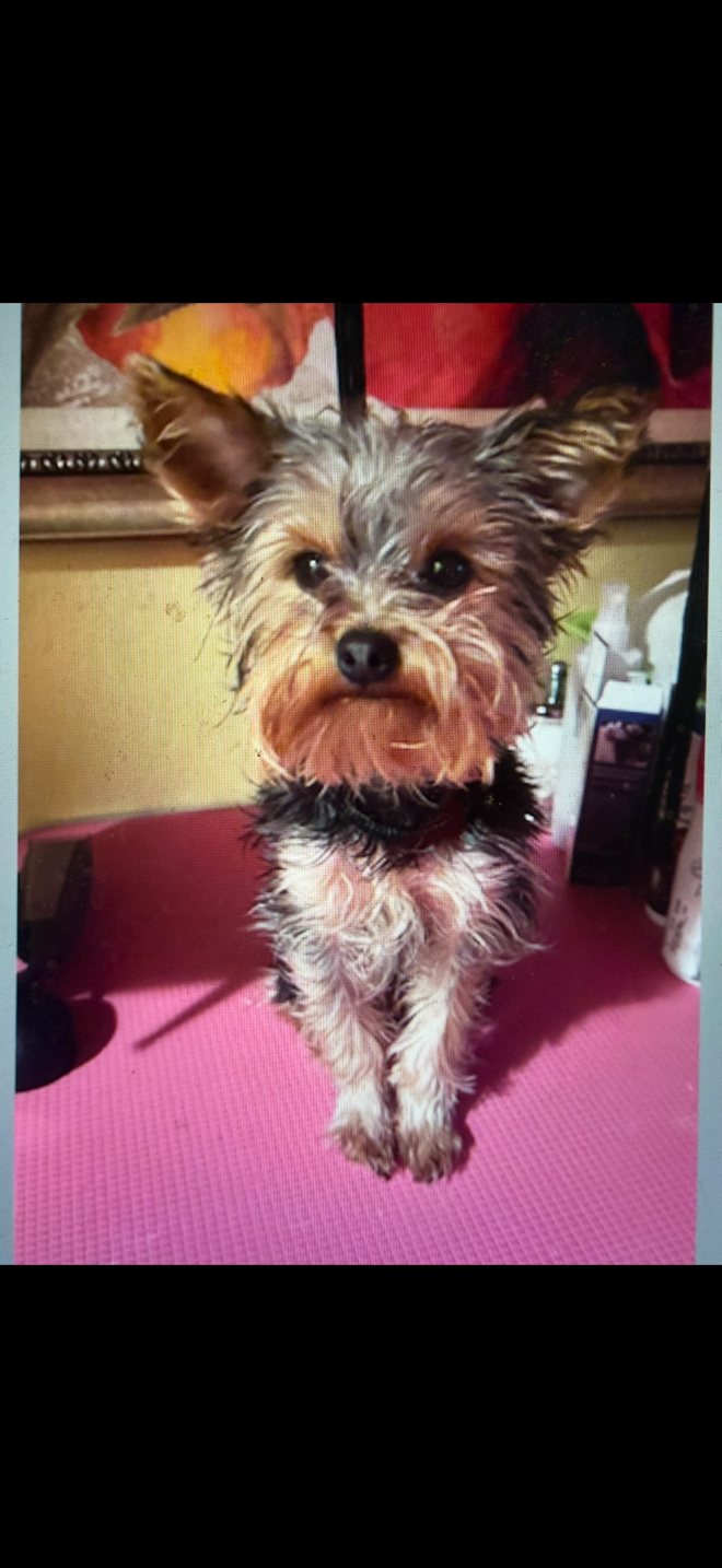 Tiny AKC Yorkshire Terrier Male 4 lbs image 1