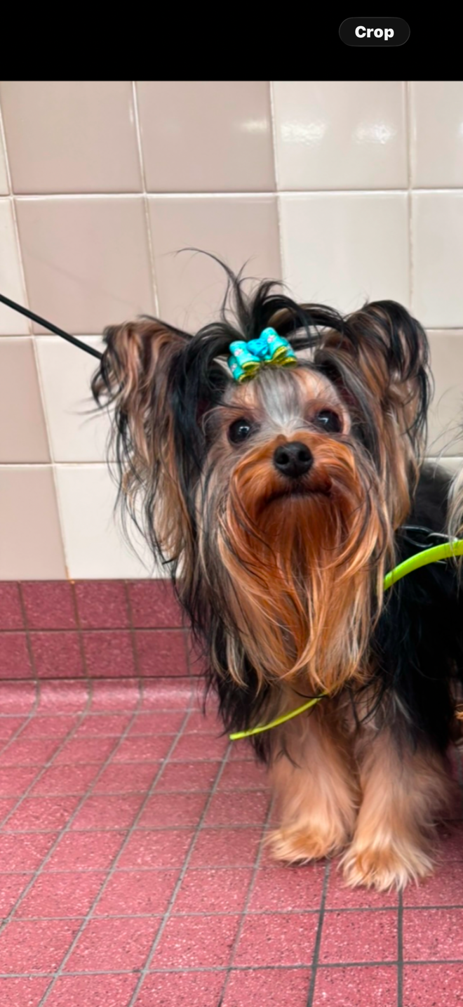 Tiny AKC Yorkshire Terrier Male 4 lbs image 2