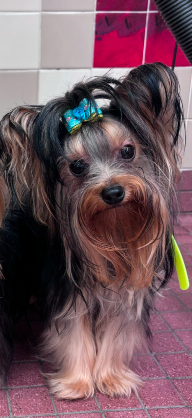 Tiny AKC Yorkshire Terrier Male 4 lbs image 3