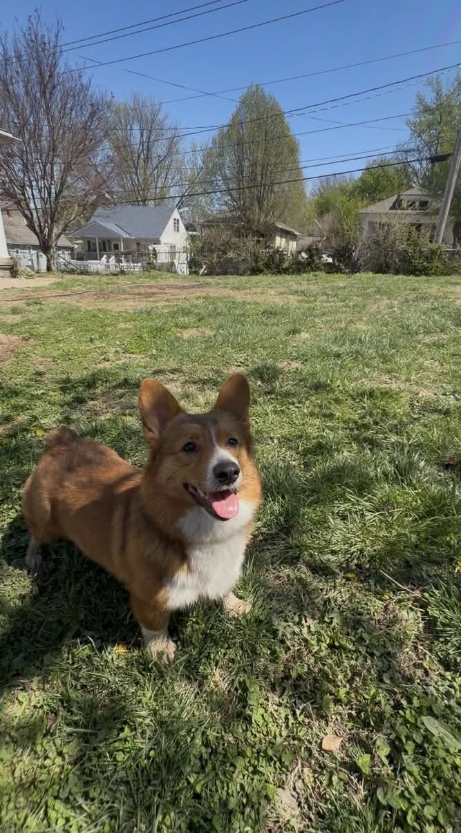 Georgia Gwen Rose AKC Female image 5