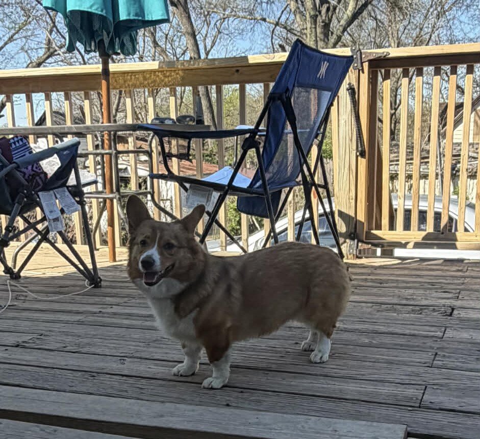 Georgia Gwen Rose AKC Female image 1