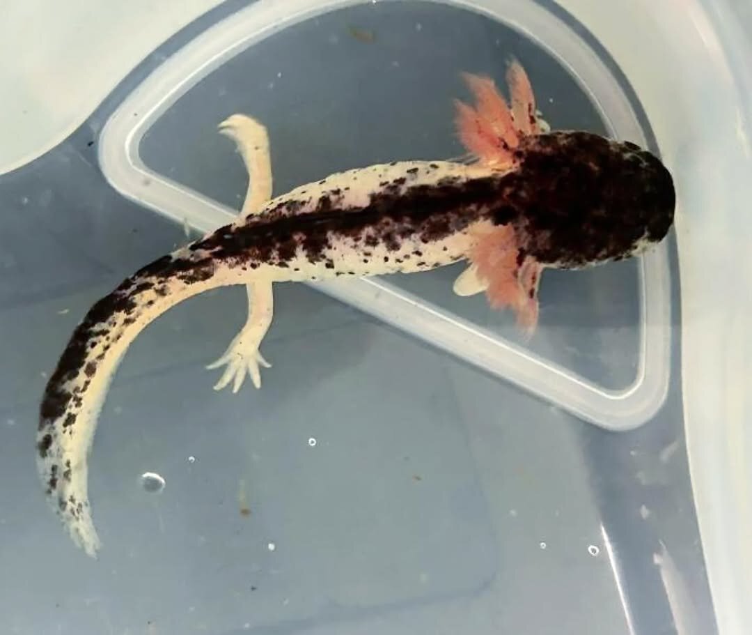 Mosaic Axolotl image 1