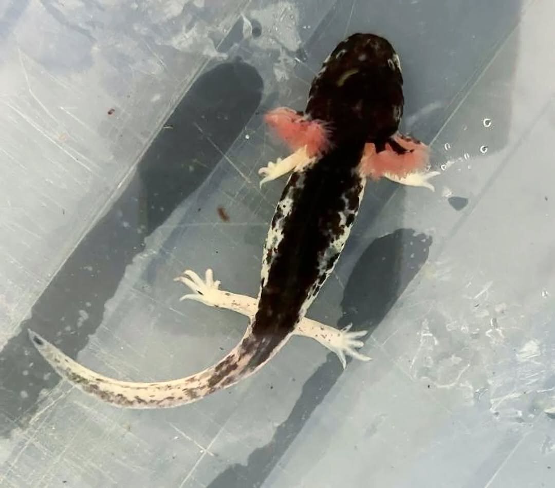 Mosaic Axolotl image 2