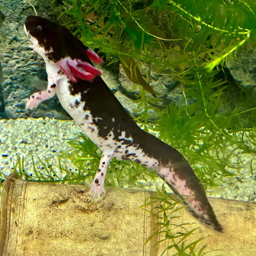 Mosaic Axolotl image 7