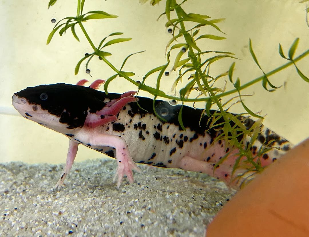 Mosaic Axolotl image 3