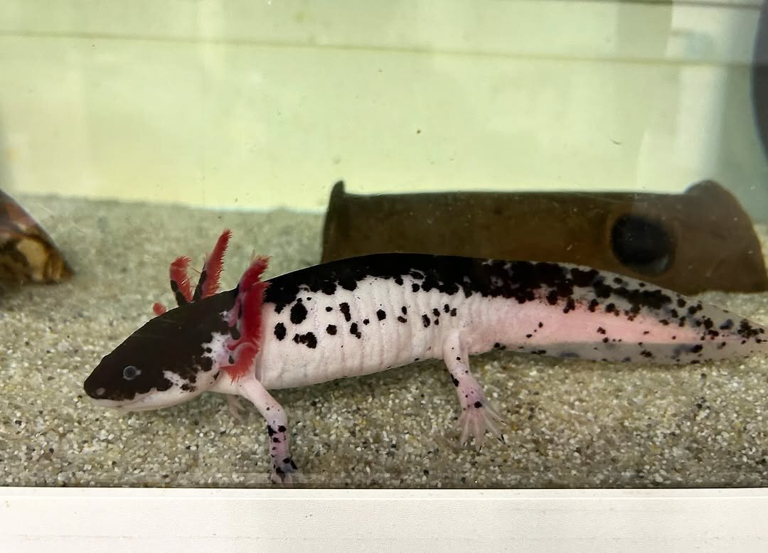 Mosaic Axolotl image 4