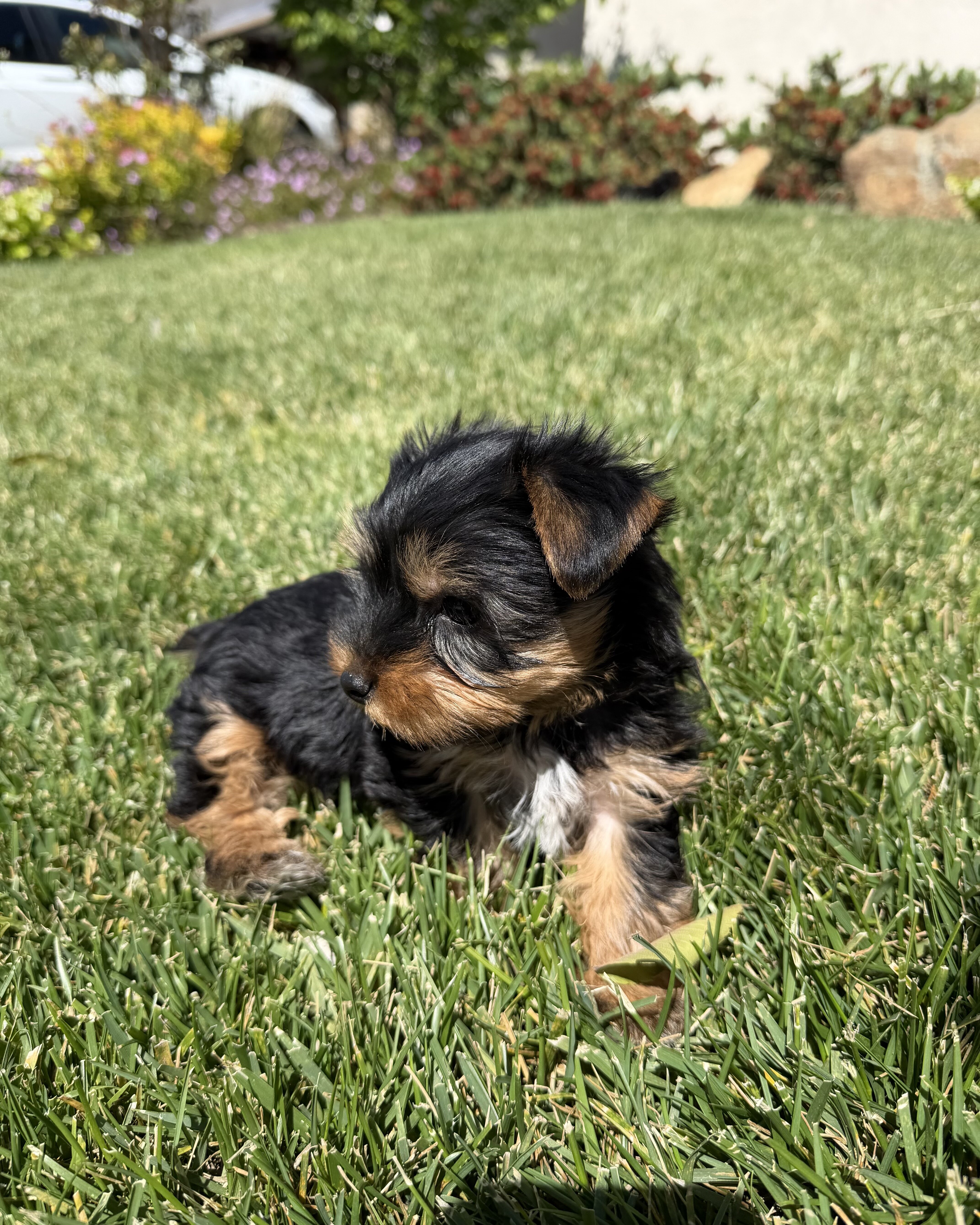 Yorkshire Terriers image 3