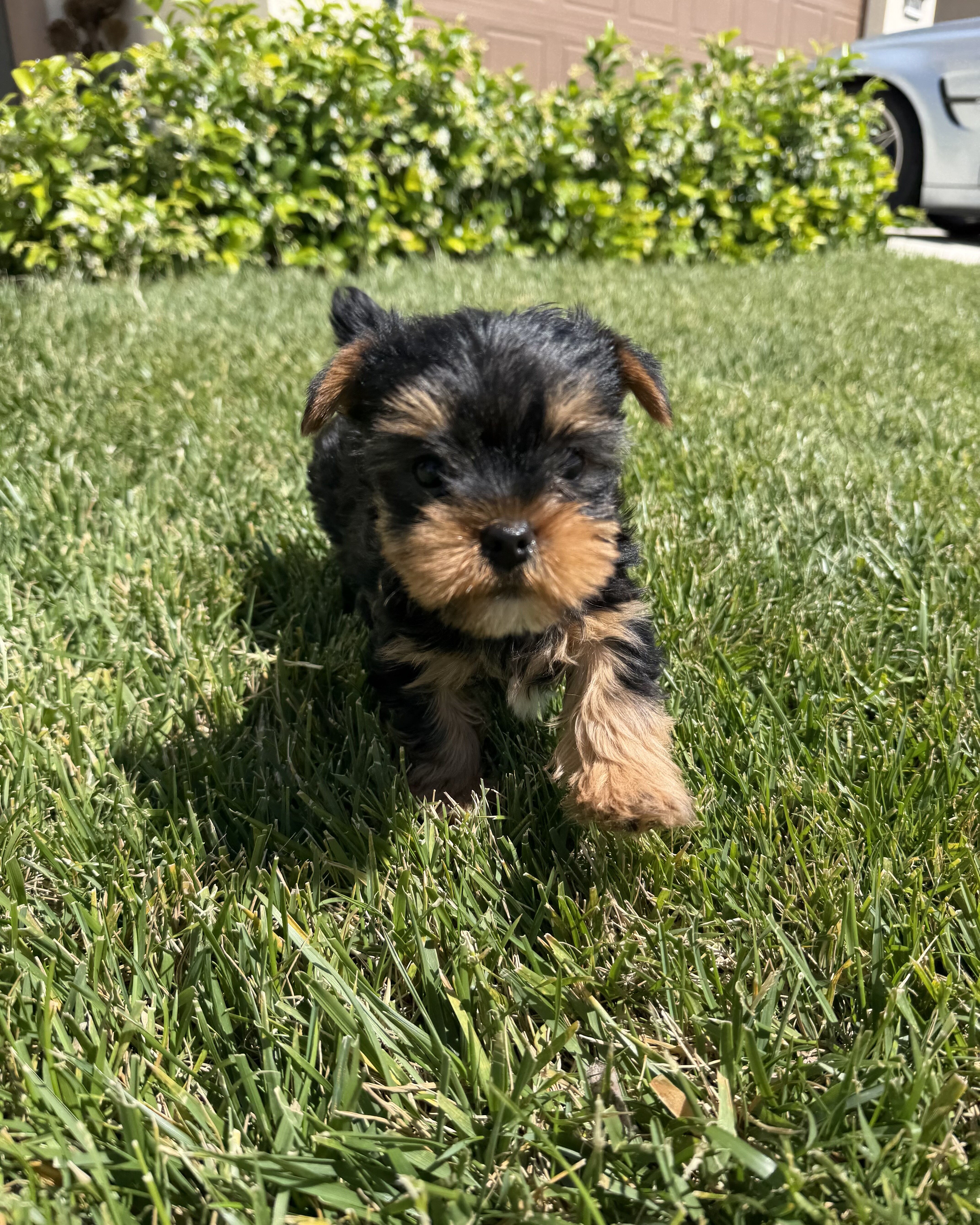 Yorkshire Terriers image 1