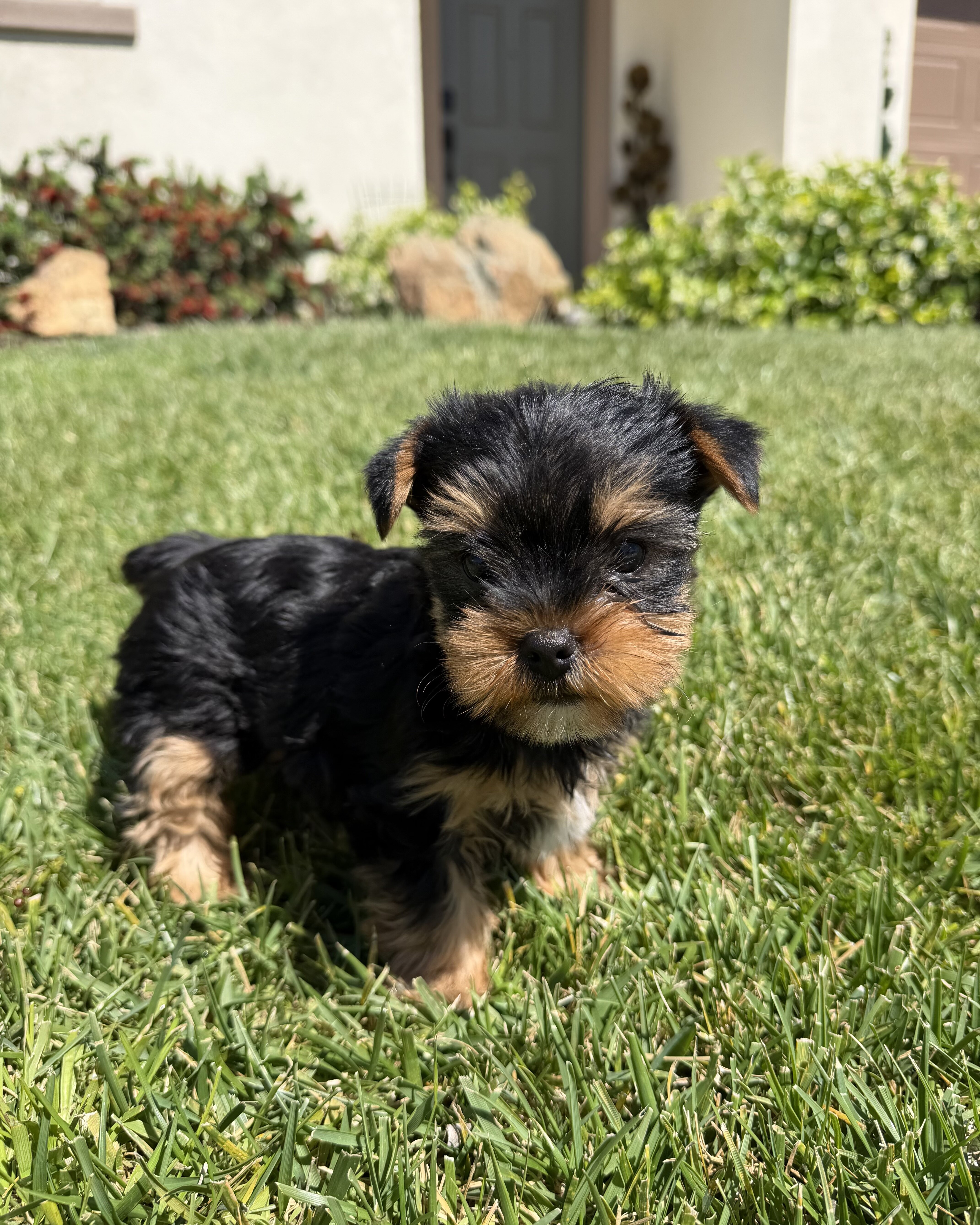 Yorkshire Terriers image 2