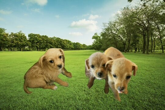 Chihuahua/Poodle Mux Puppies image 7