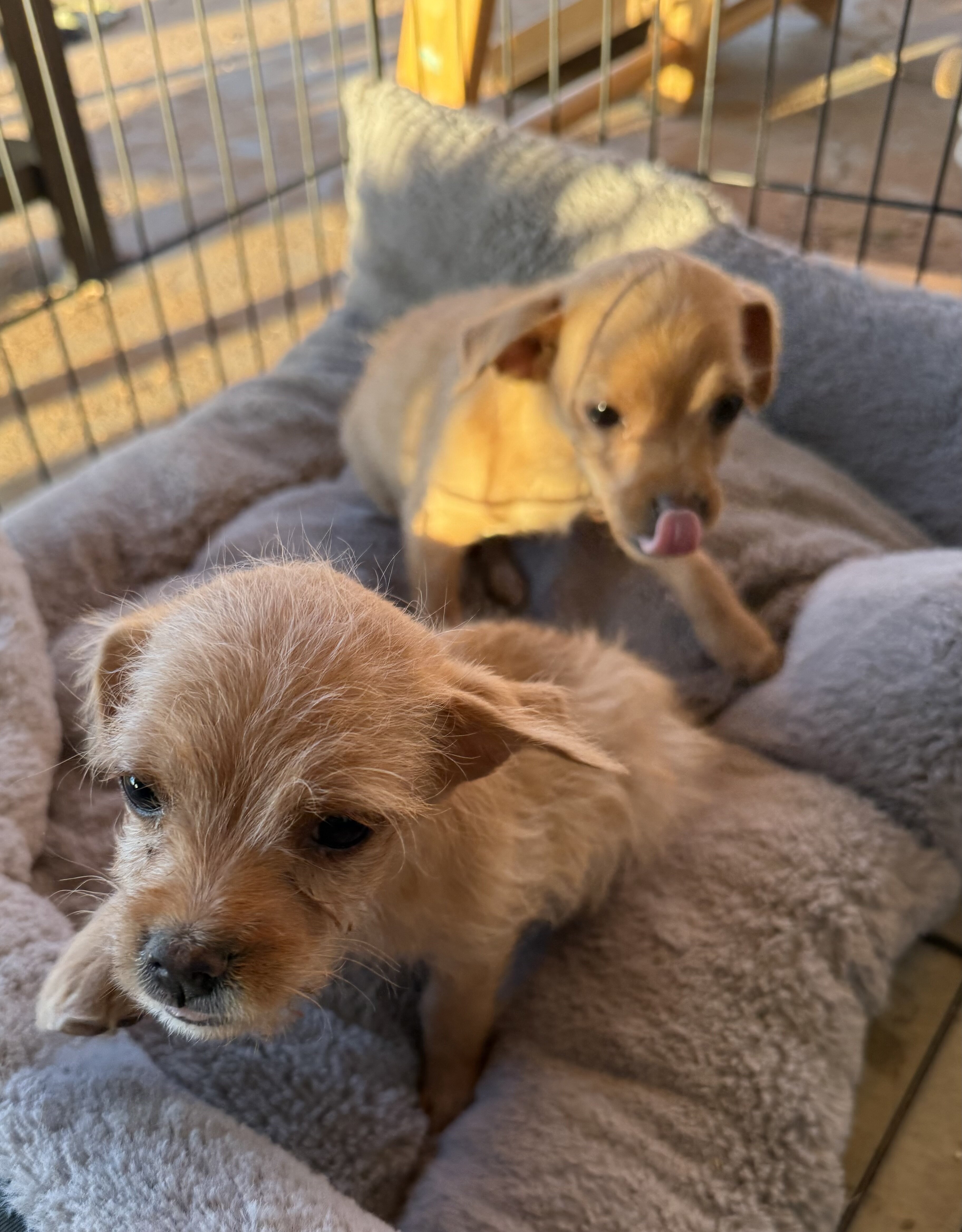 Chihuahua/Poodle Mux Puppies image 4