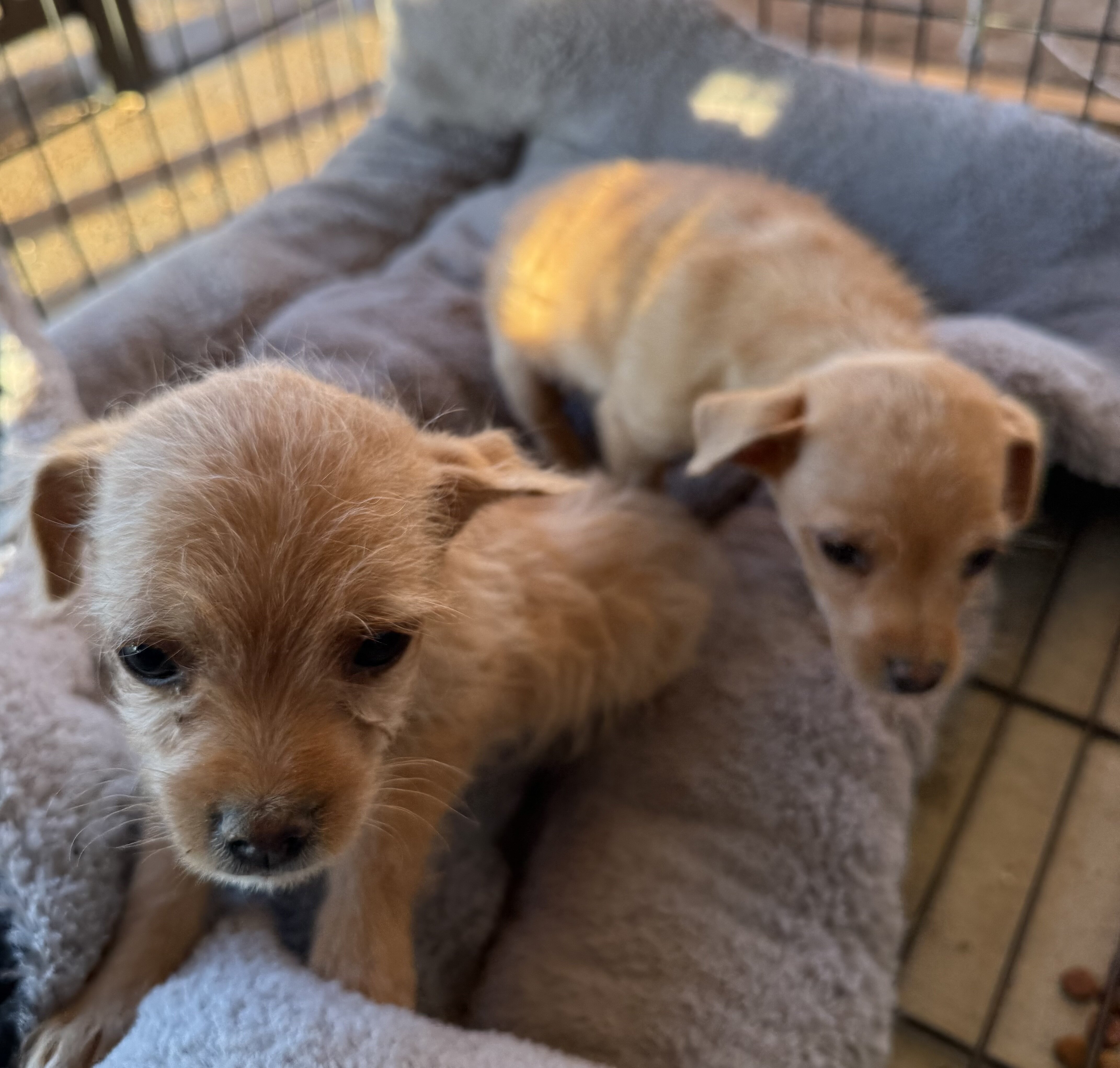 Chihuahua/Poodle Mux Puppies image 5