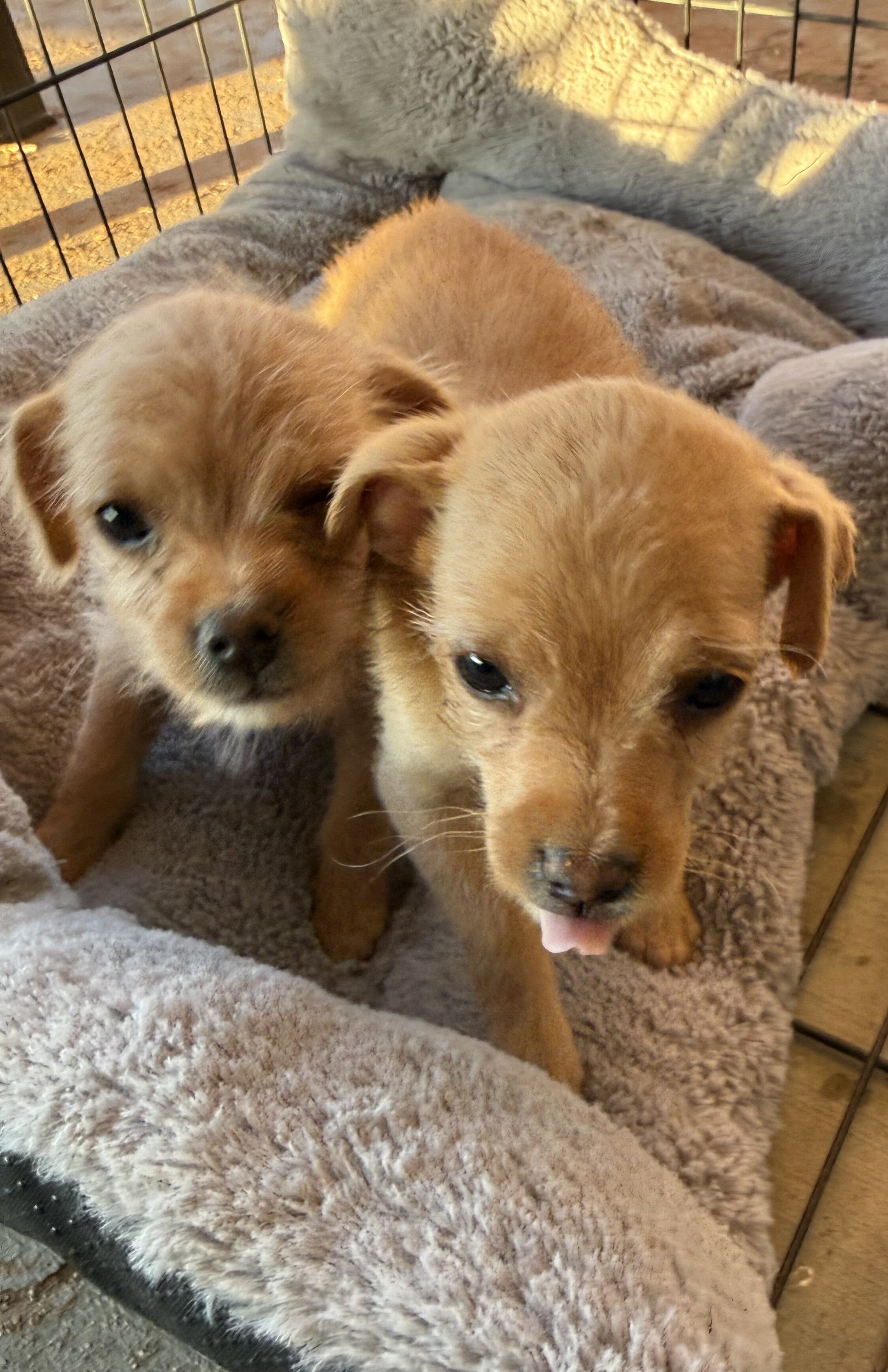 Chihuahua/Poodle Mux Puppies image 6