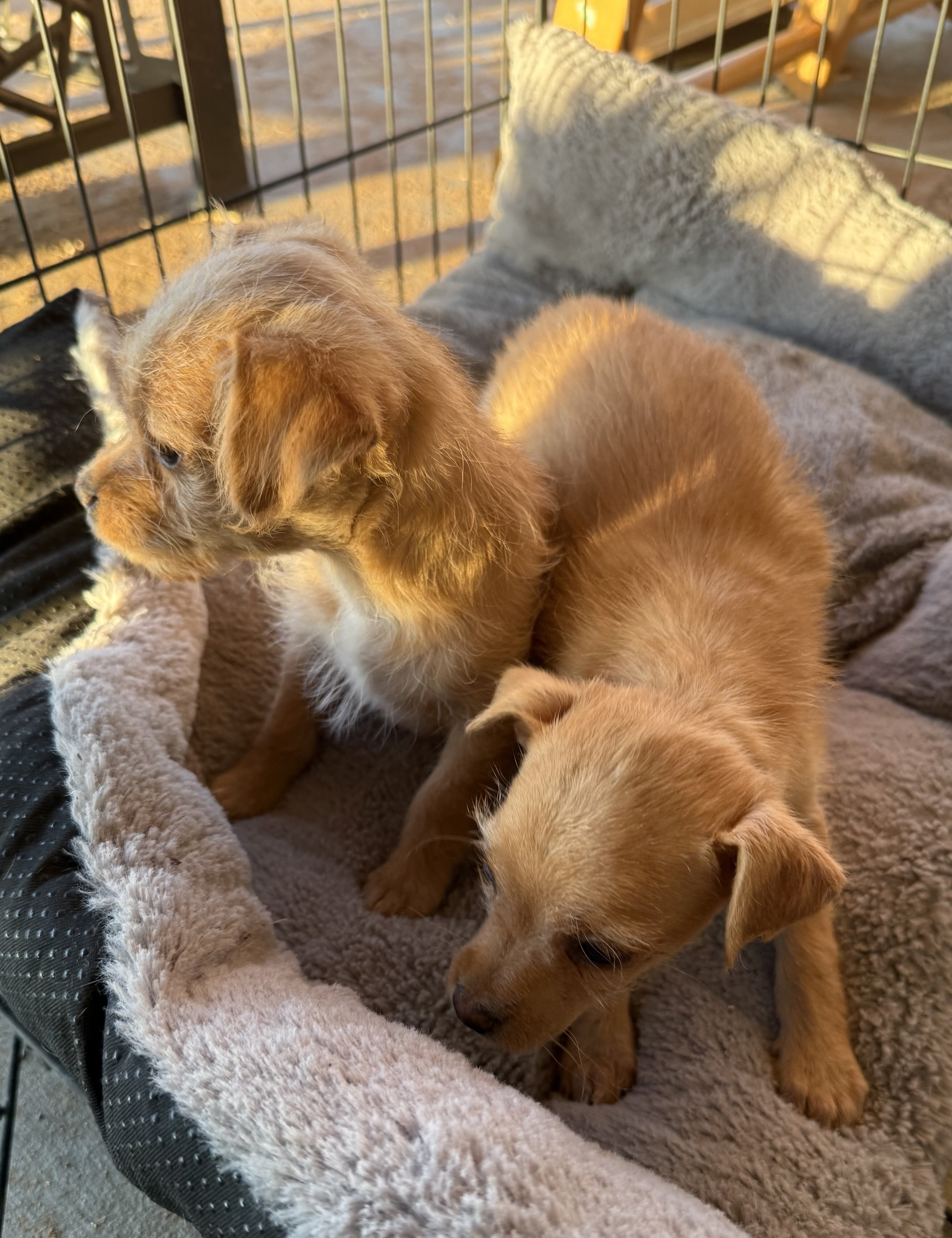 Chihuahua/Poodle Mux Puppies image 3