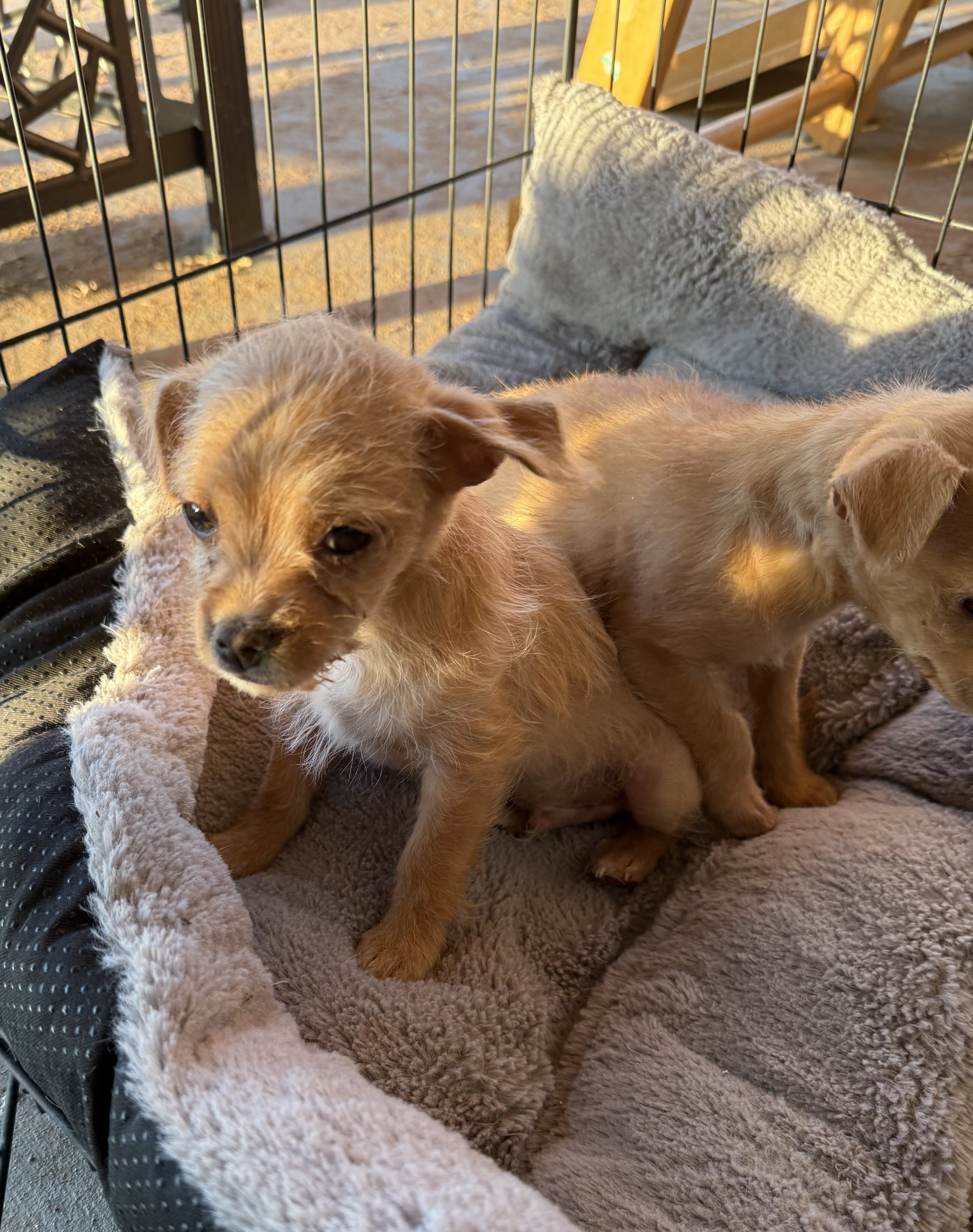 Chihuahua/Poodle Mux Puppies image 2