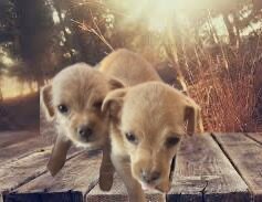 Chihuahua/Poodle Mux Puppies image 1