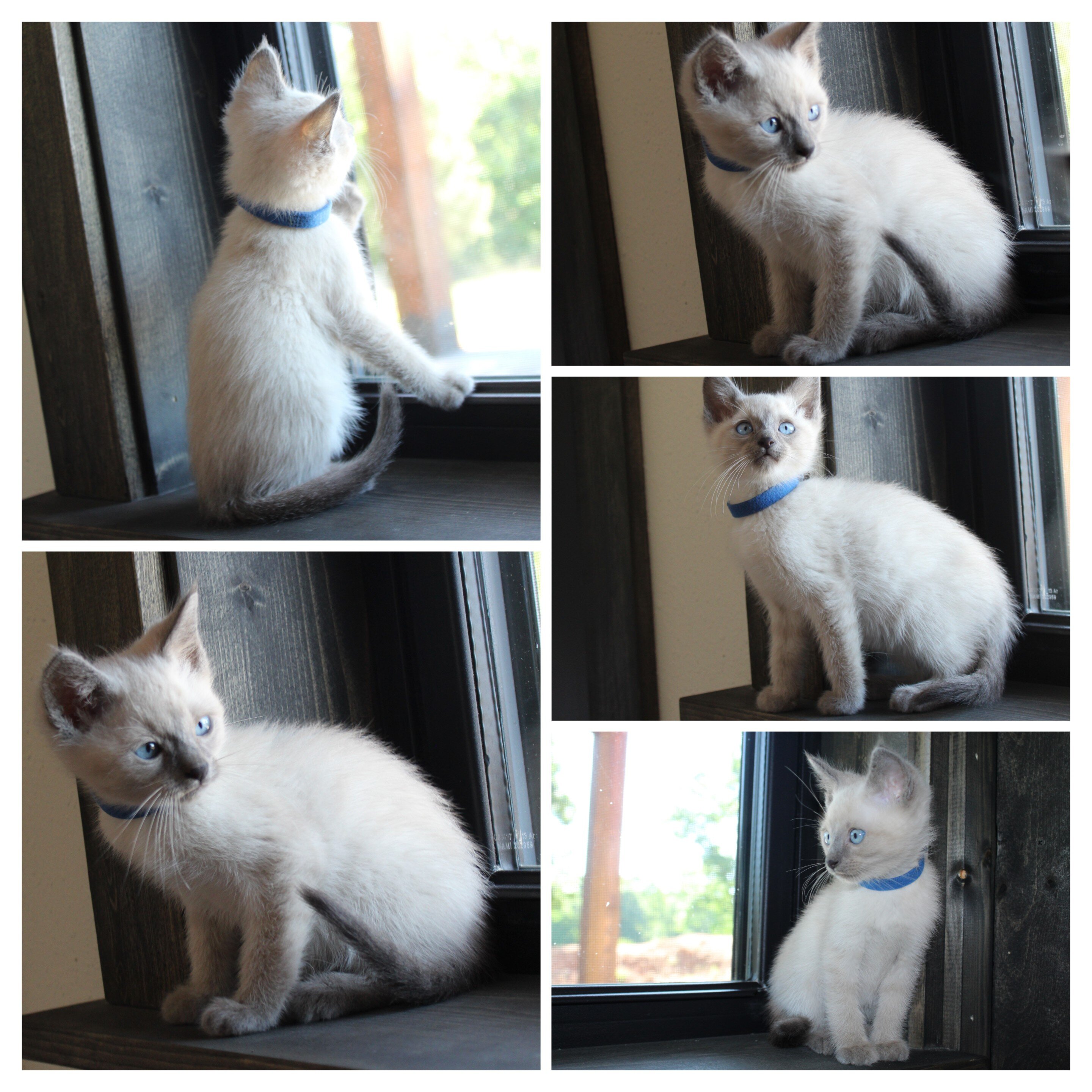 Siamese kitten image 1