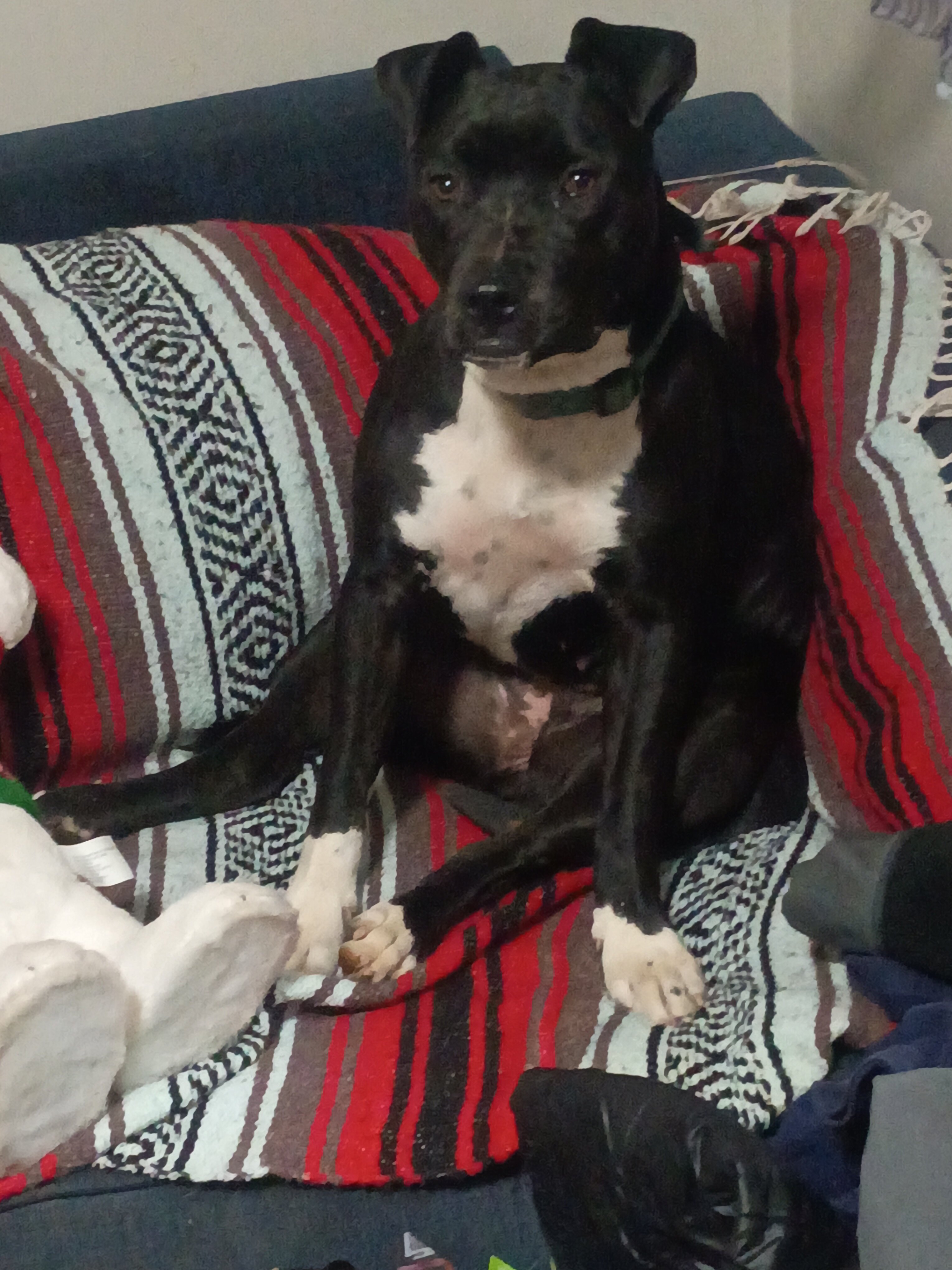 All American Pitbull puppy image 1