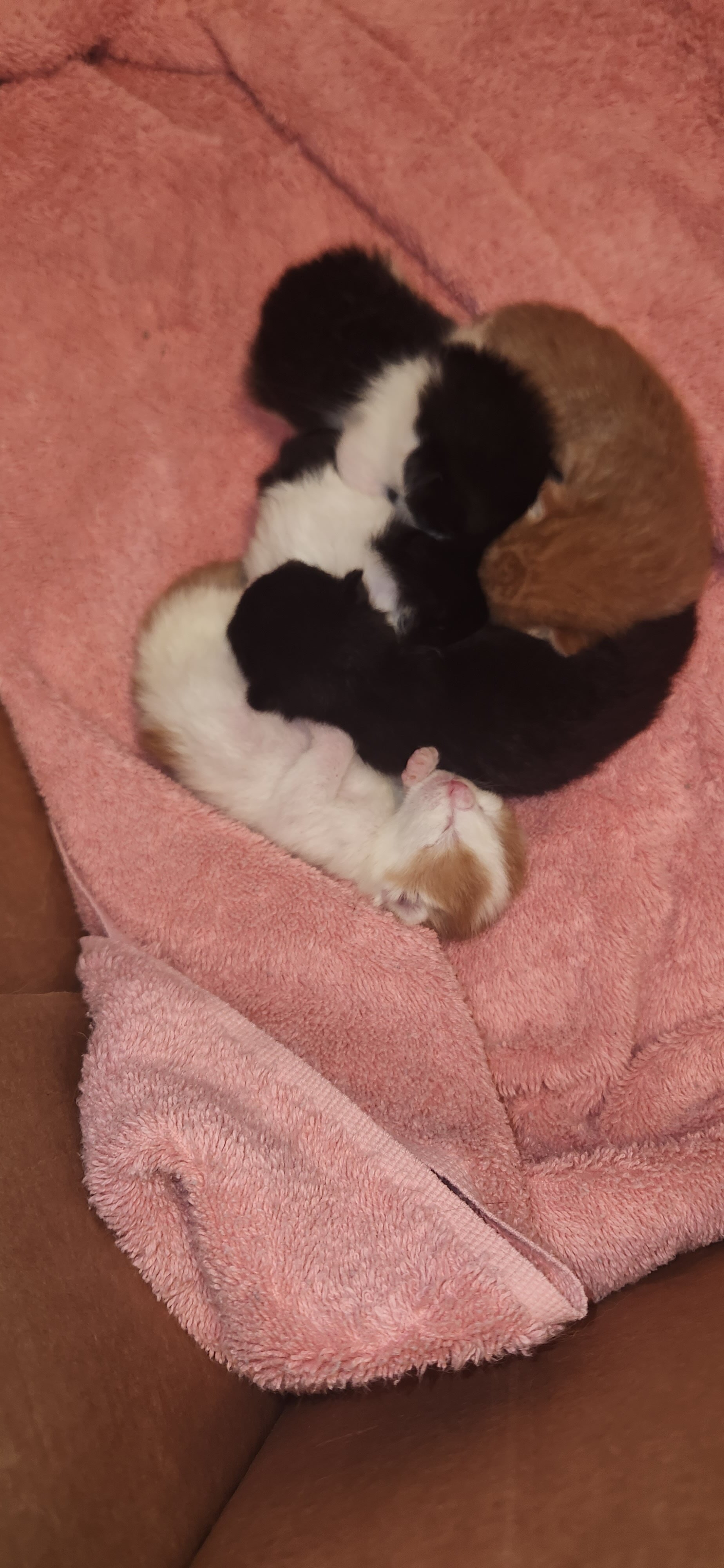 Baby kitty image 5