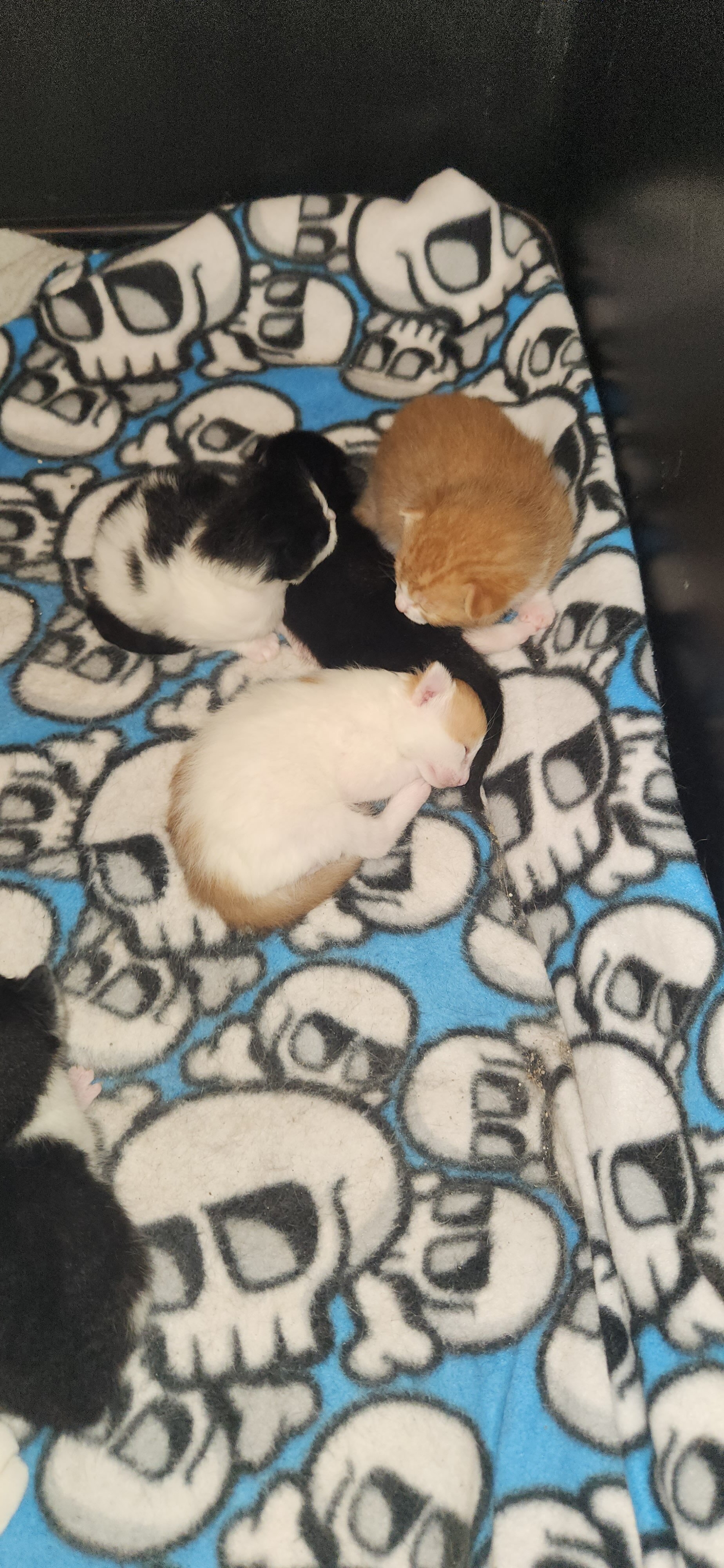 Baby kitty image 4