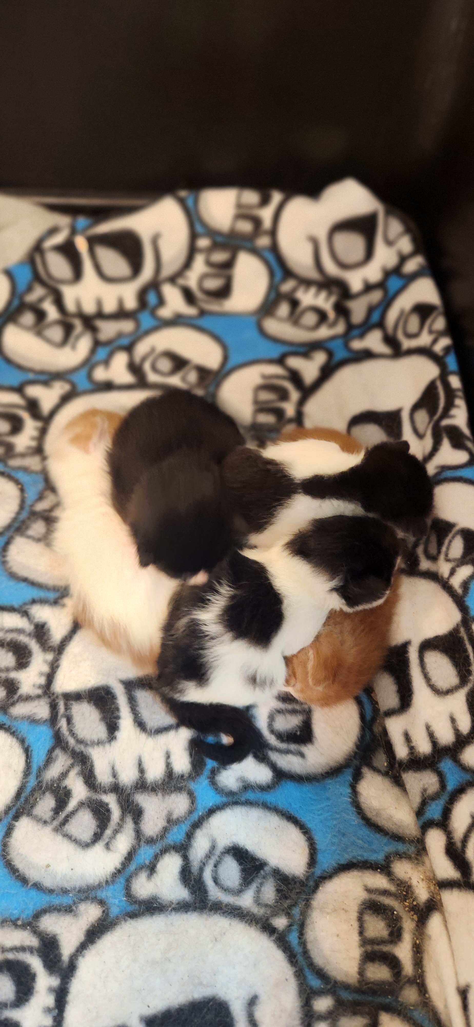 Baby kitty image 3