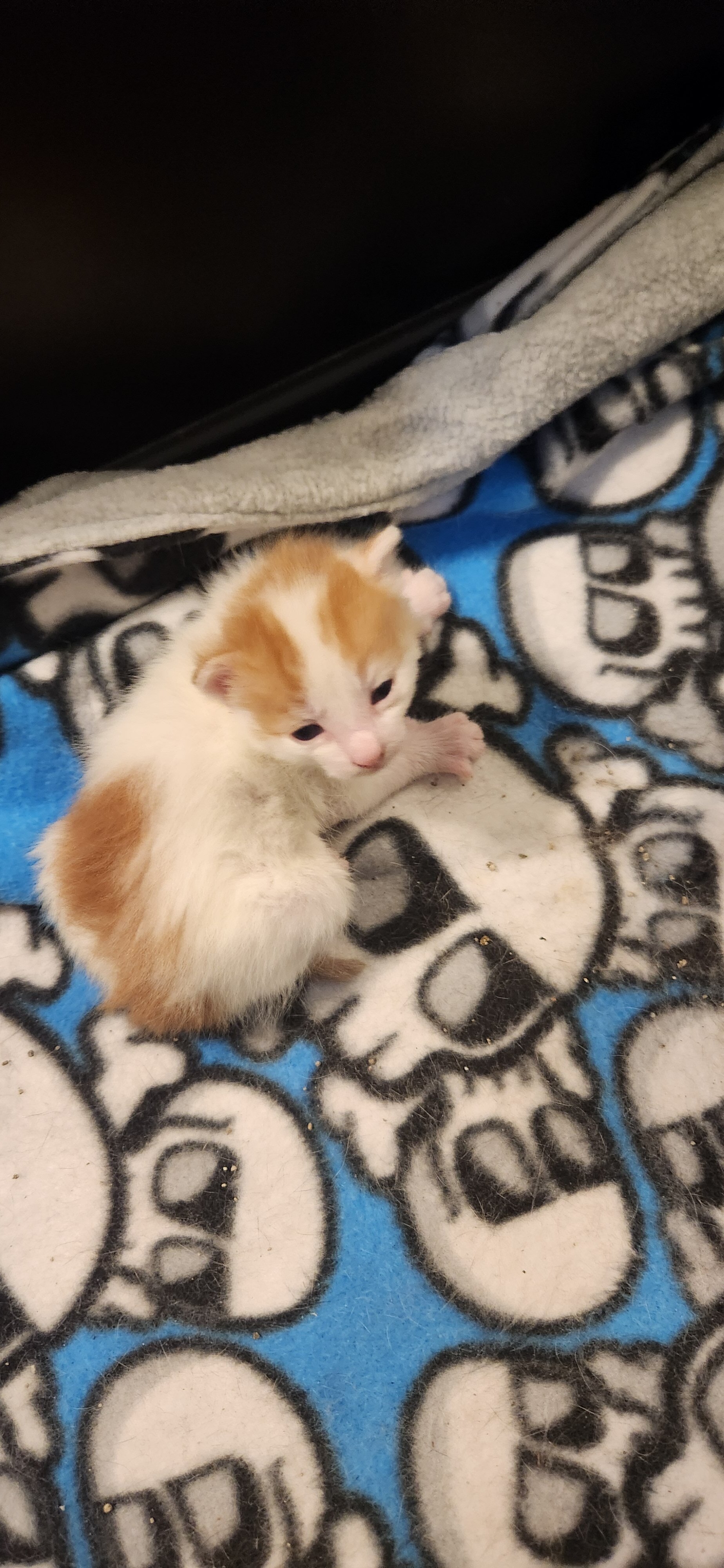 Baby kitty image 1