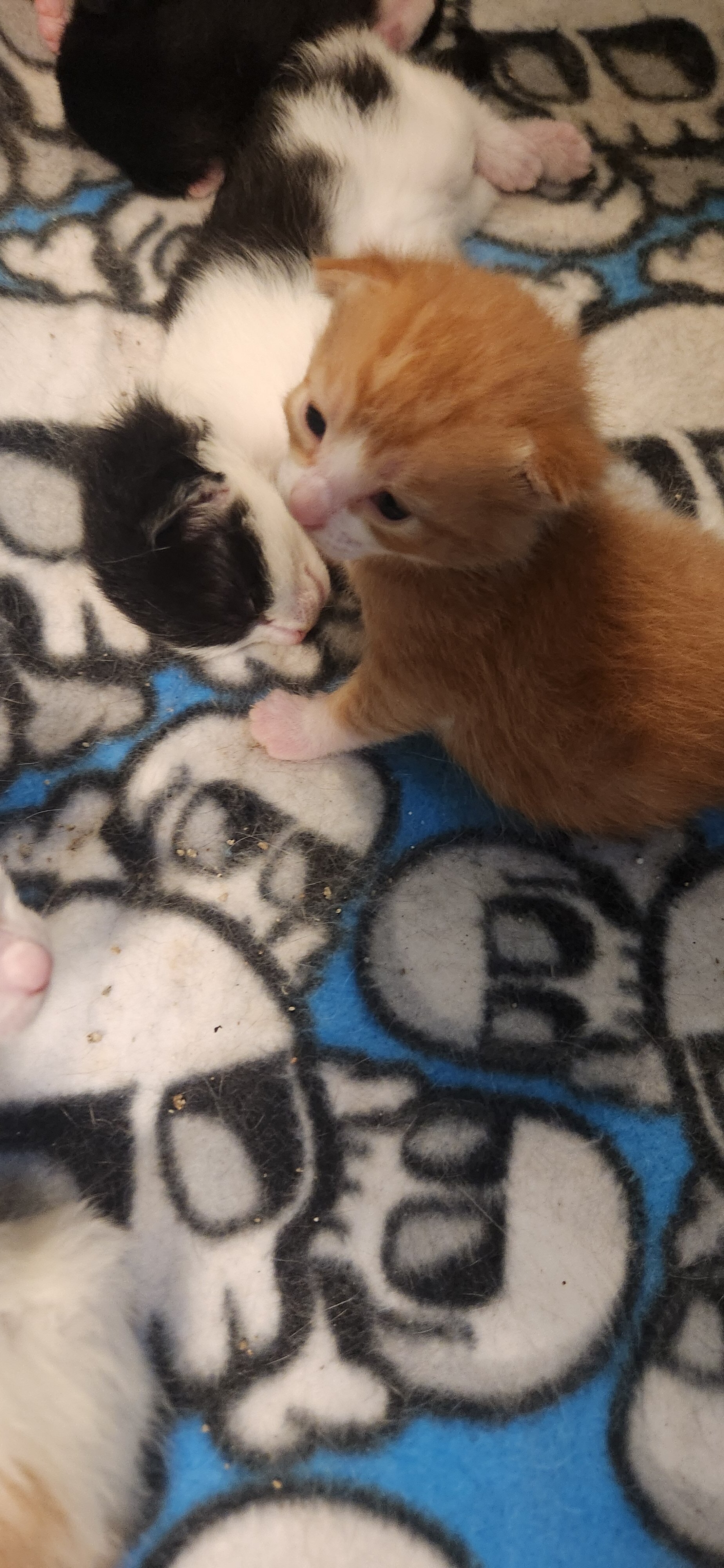 Baby kitty image 2