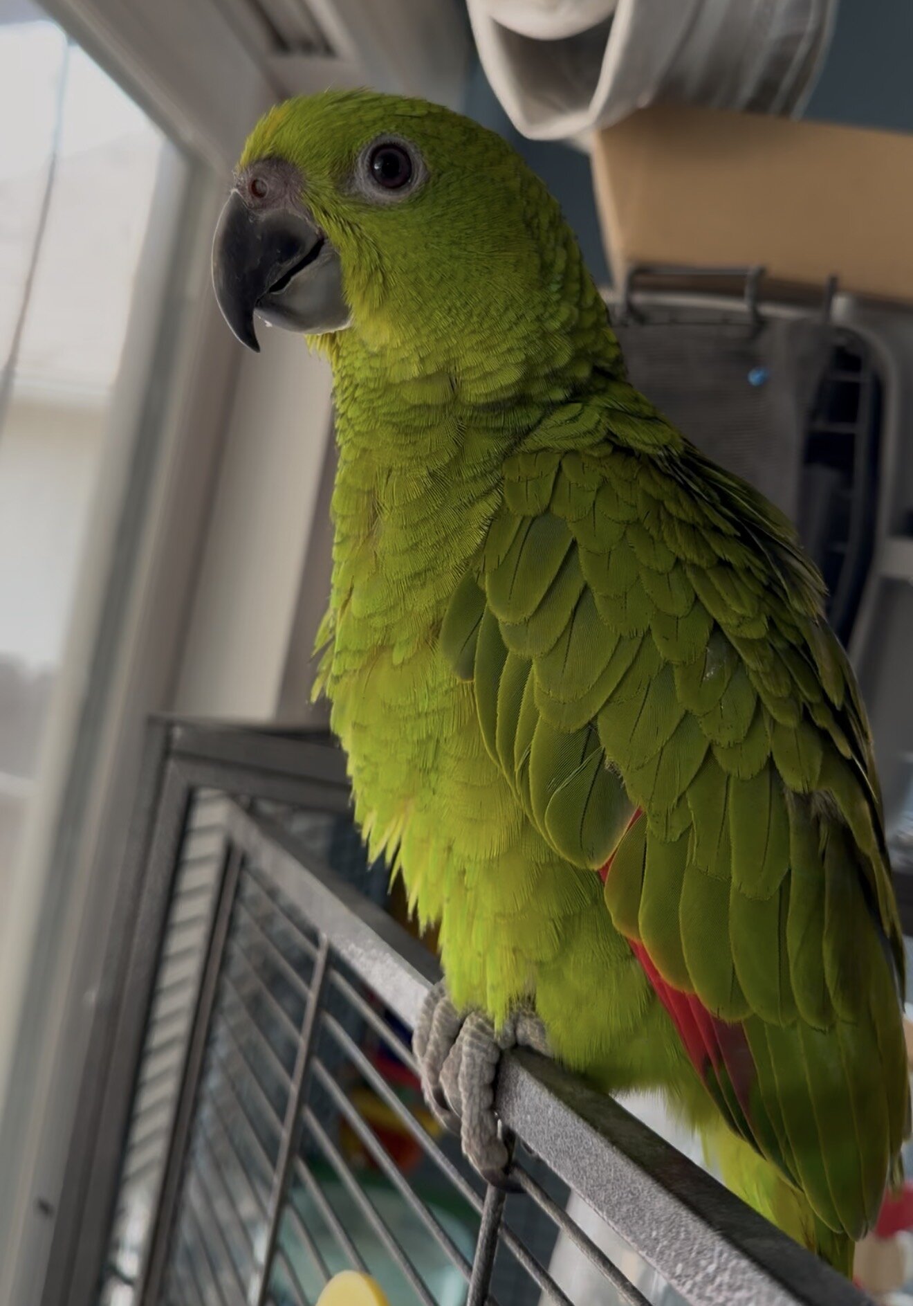 Baby Male Yellow-Naped Amazon image 2