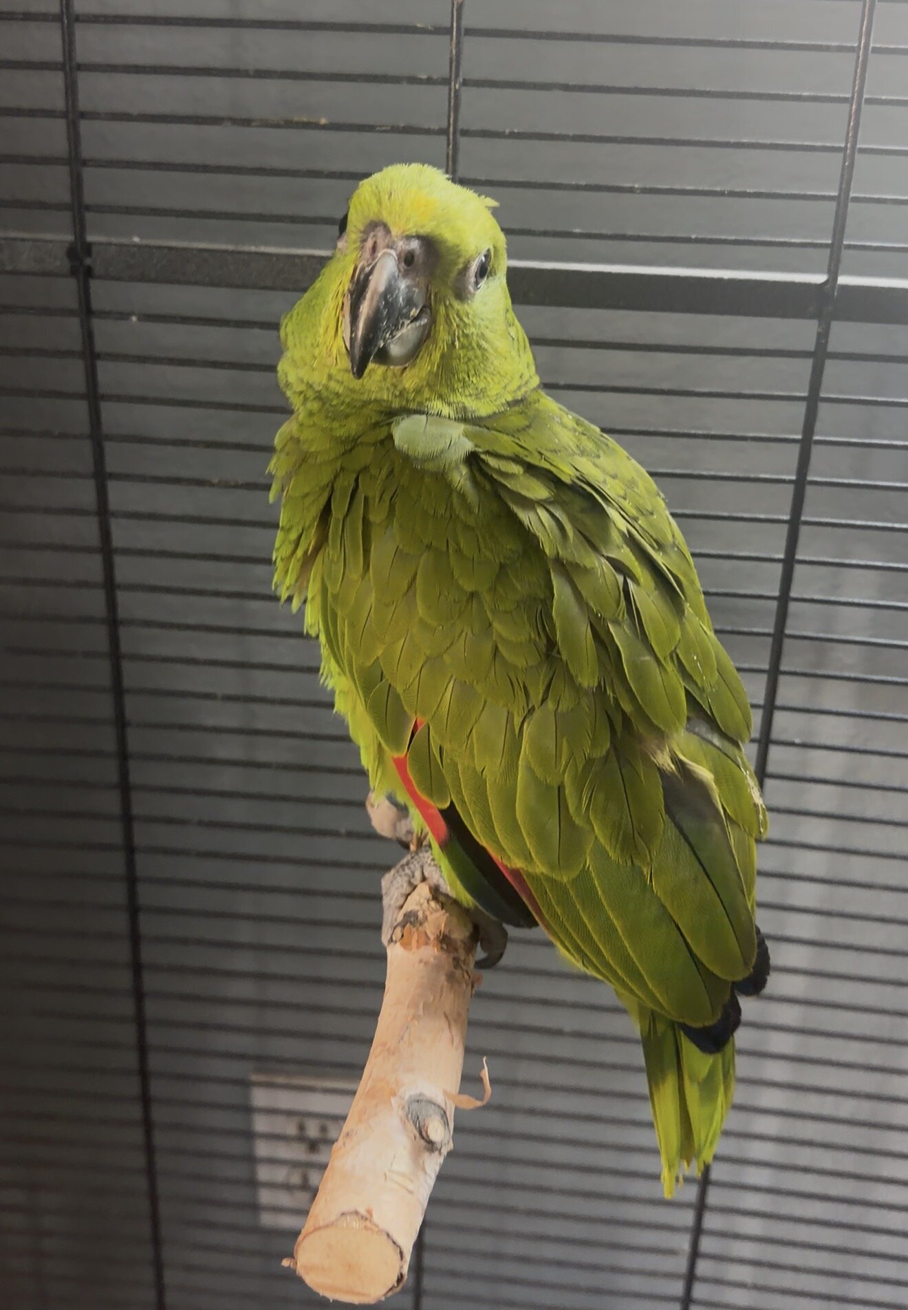 Baby Male Yellow-Naped Amazon image 3