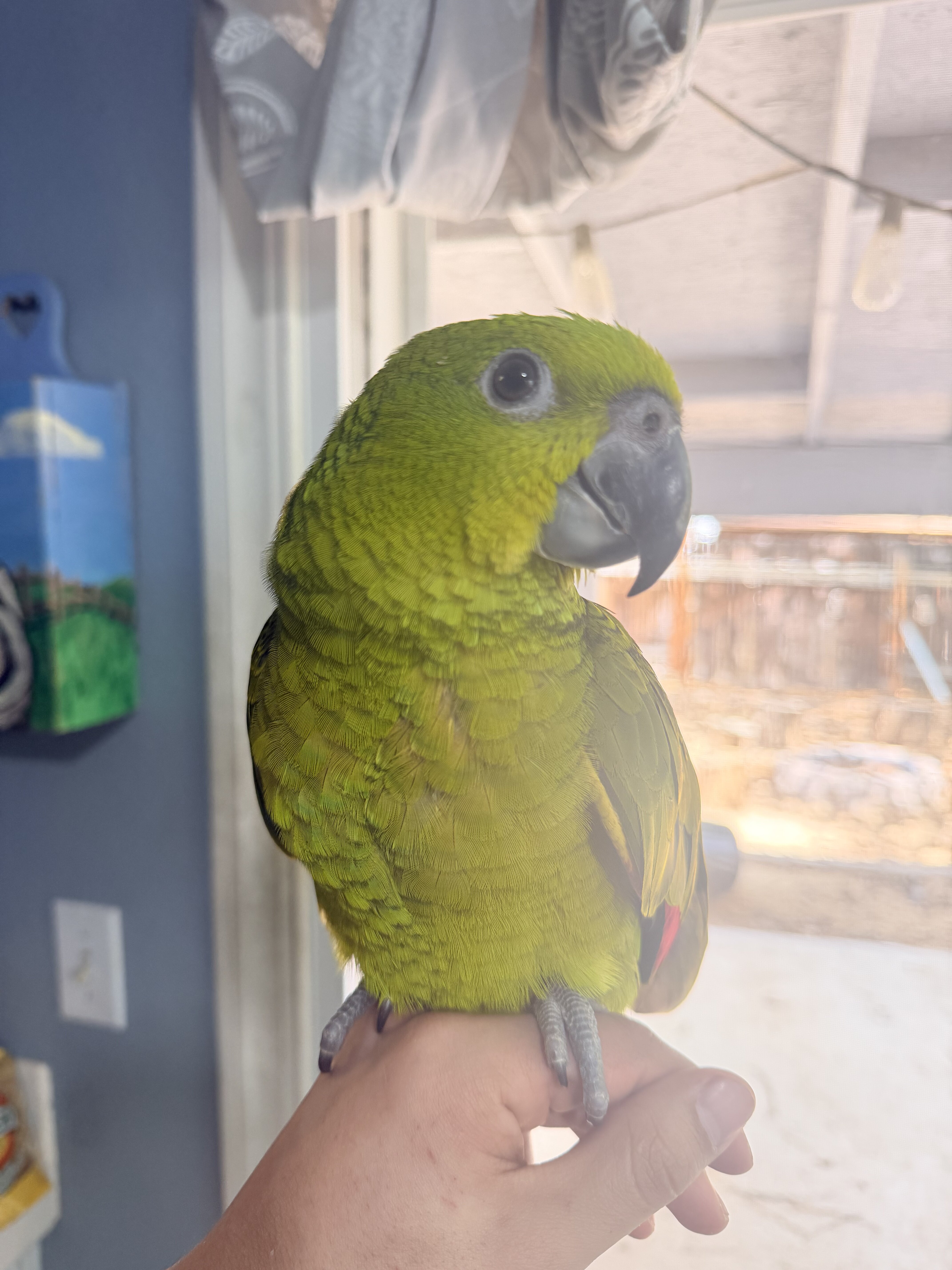 Baby Male Yellow-Naped Amazon image 1