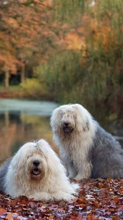 WANTED:  Old English Sheepdog Puppy image 2